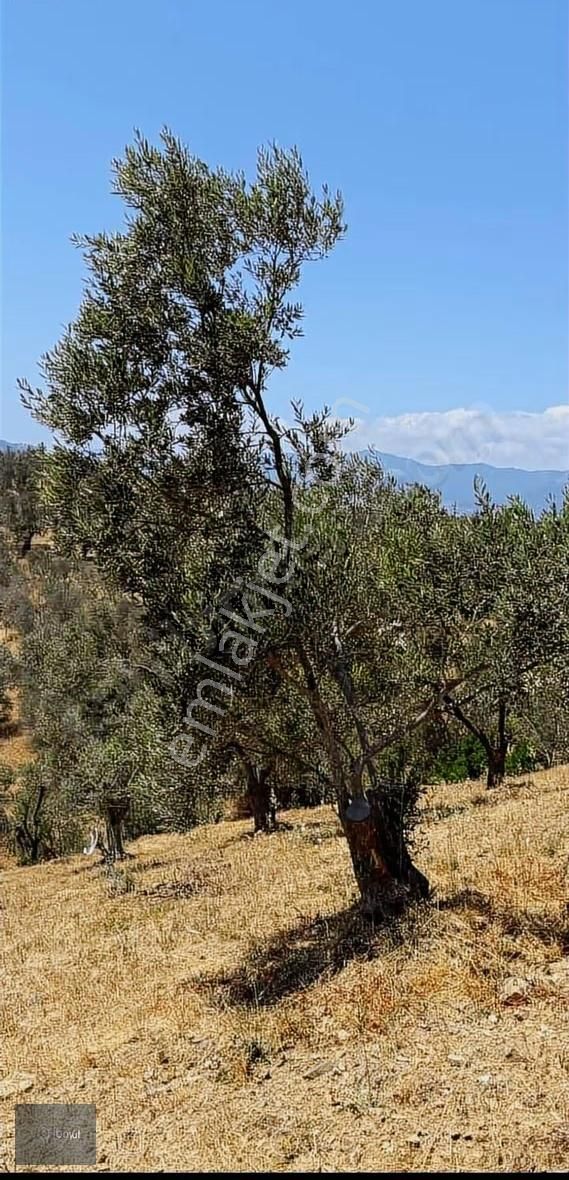Boyut'tan Havran Çamdibi Mh. Satılık 6.250 M2 Zeytinlik - Görsel 5
