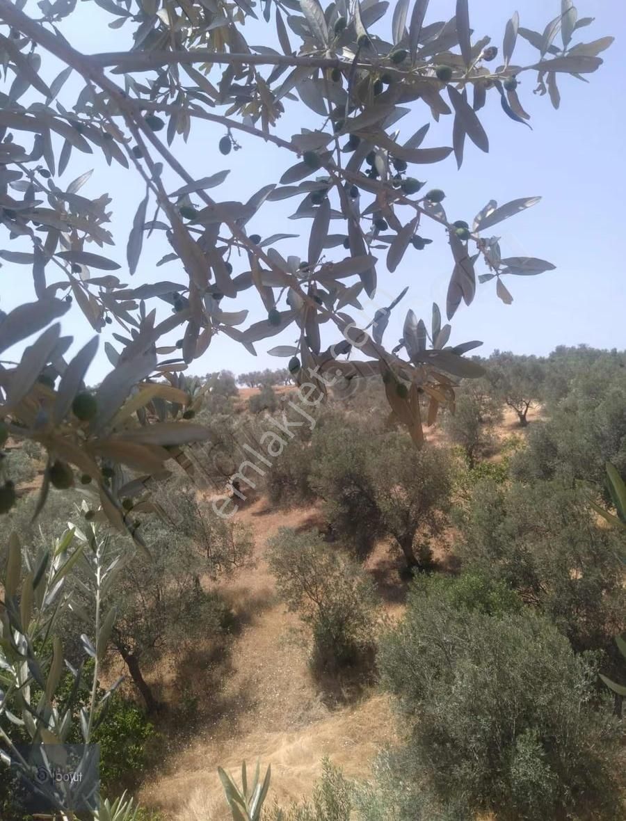 Boyut'tan Havran Çamdibi Mh. Satılık 6.250 M2 Zeytinlik - Görsel 4