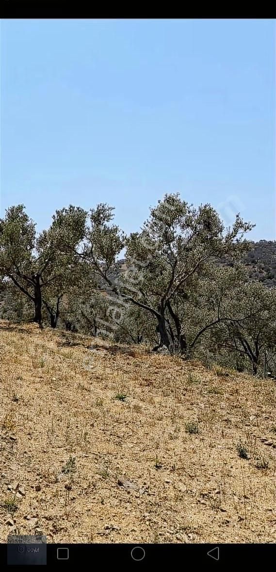 Boyut'tan Havran Çamdibi Mh. Satılık 6.250 M2 Zeytinlik - Görsel 7