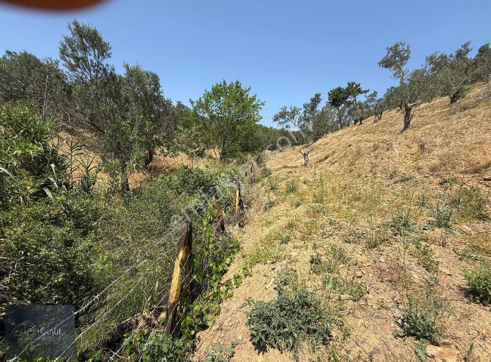 Boyut'tan Havran Çamdibi Mh. Satılık 6.250 M2 Zeytinlik - Görsel 6