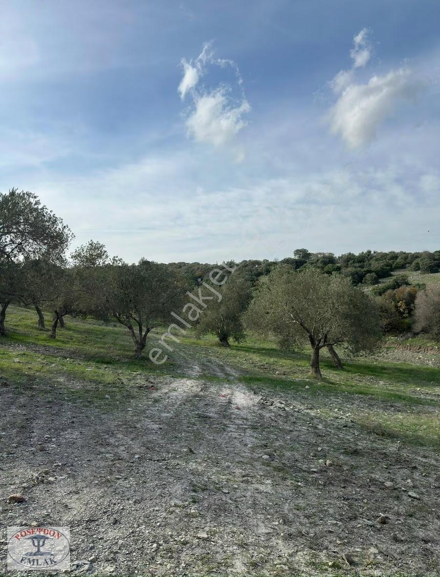 Ezine Derbentbaşı Yola Cephe 16 Dönüm Verimli Zeytinlik - Görsel 12