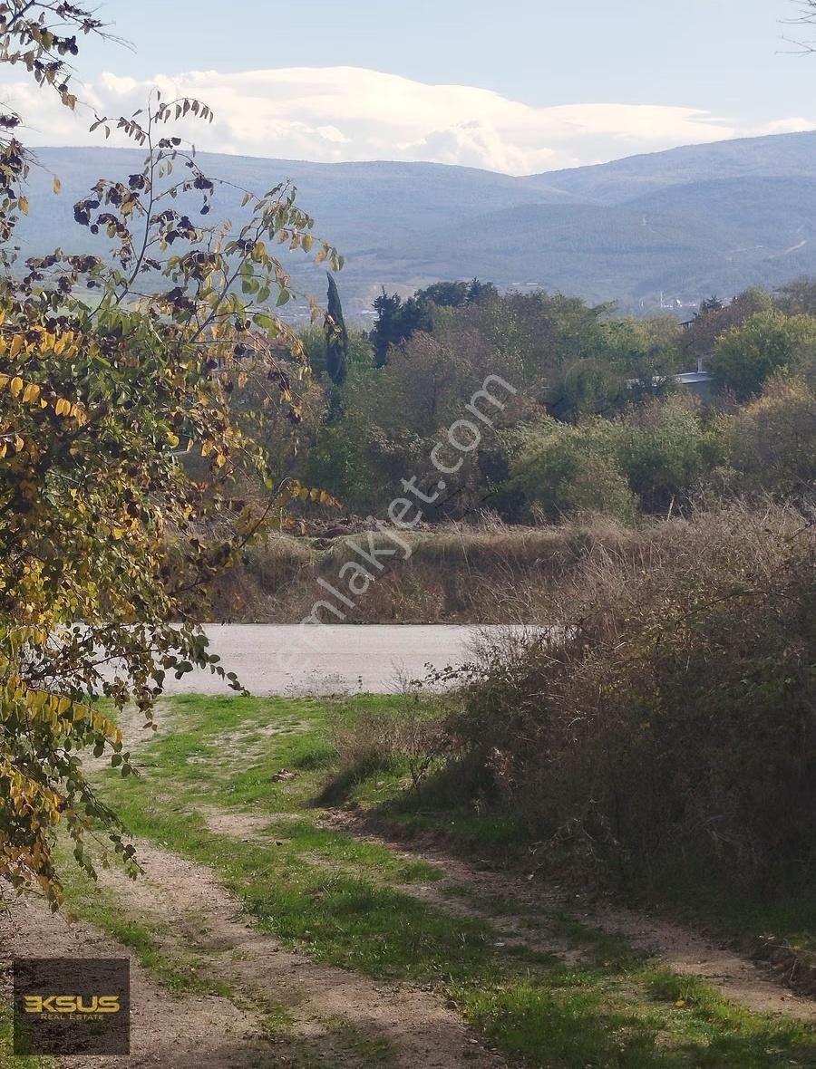 Balıklıdere De Arsa Ya Çevrilebilen Yatırımlık Zeytinlik - Görsel 5
