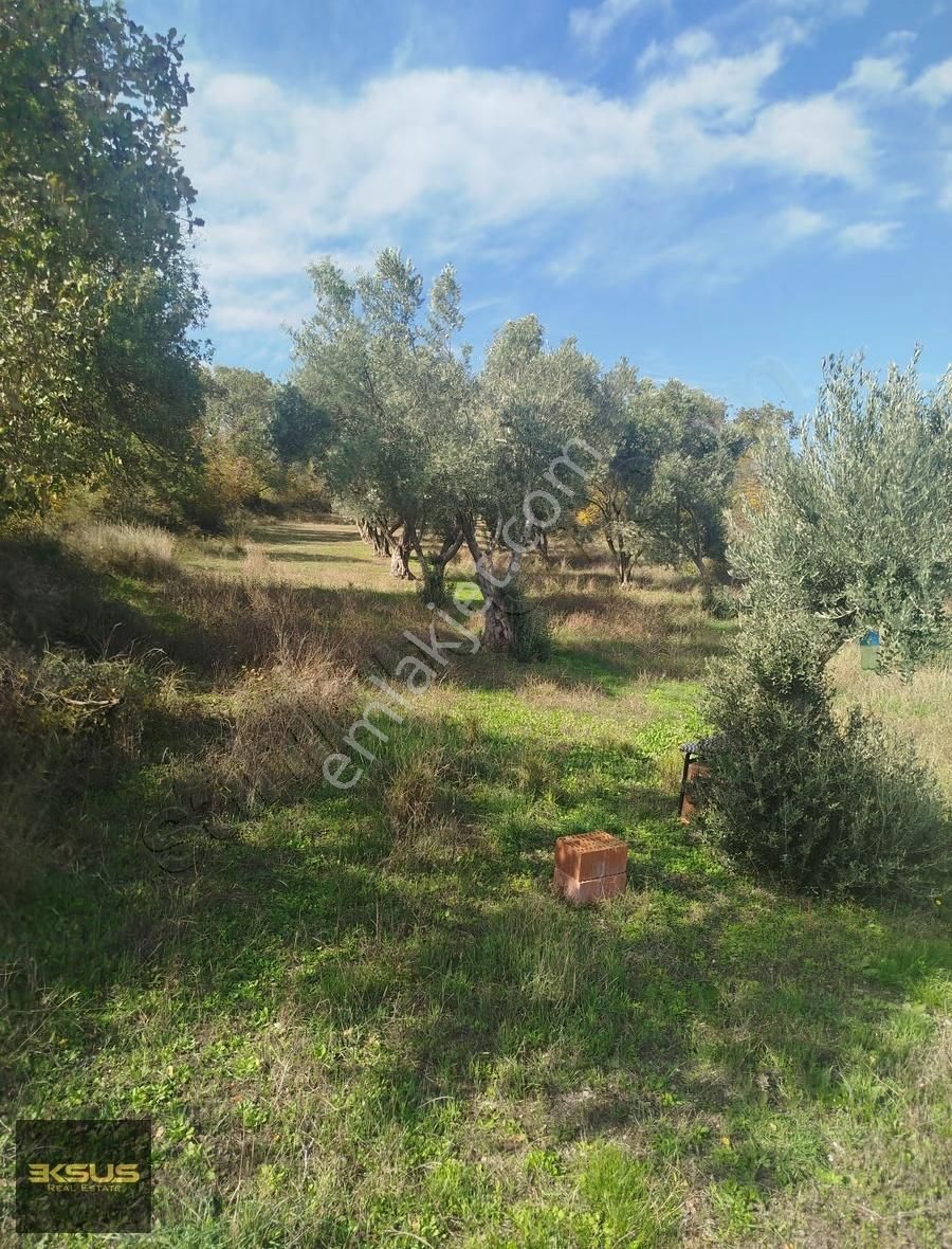 Balıklıdere De Arsa Ya Çevrilebilen Yatırımlık Zeytinlik - Görsel 14