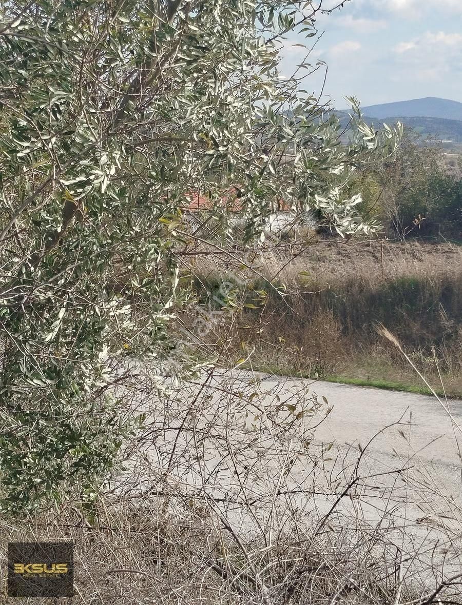 Balıklıdere De Arsa Ya Çevrilebilen Yatırımlık Zeytinlik - Görsel 7