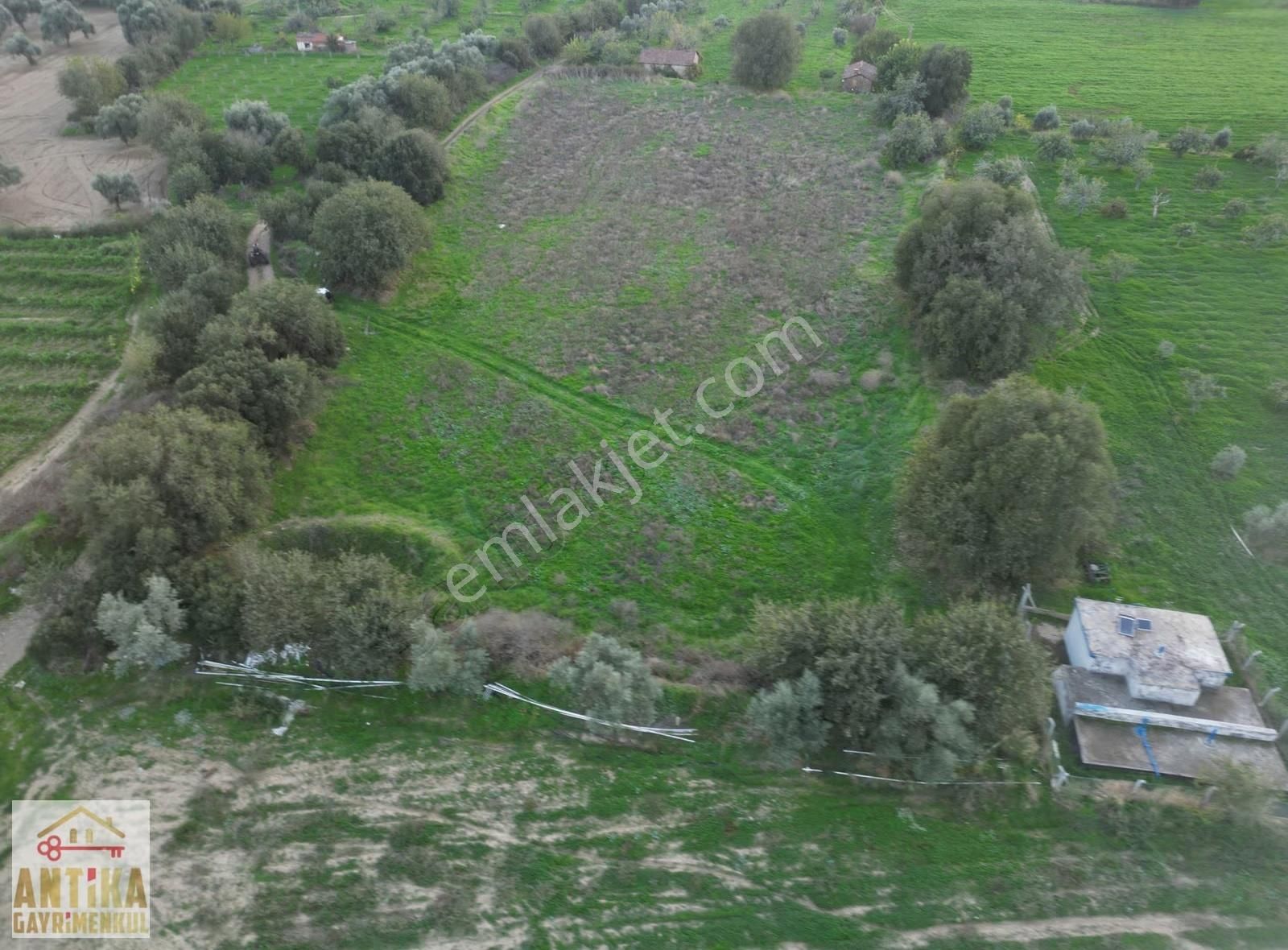 Antika Gayrimenkulden Büyükavulcuk Mah. Satılık 7680 M2 Tarla - Görsel 6