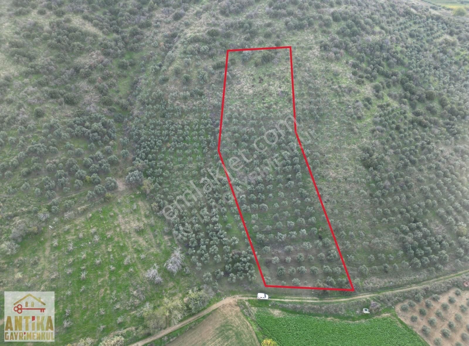 Antika Gayrimenkulden Emirlide Satılık Zeytinlik