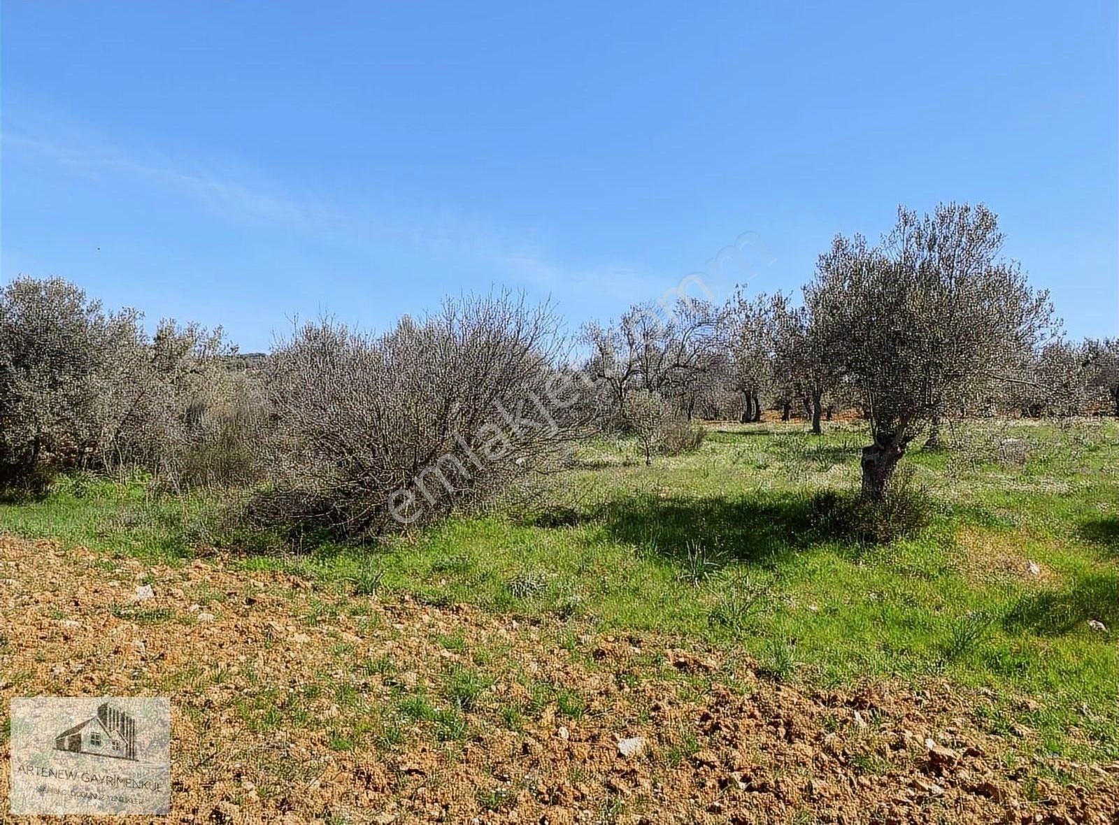 Artenew'den 171 M2 Satılık Bağ Bahçe Bergama Girişi - Görsel 6