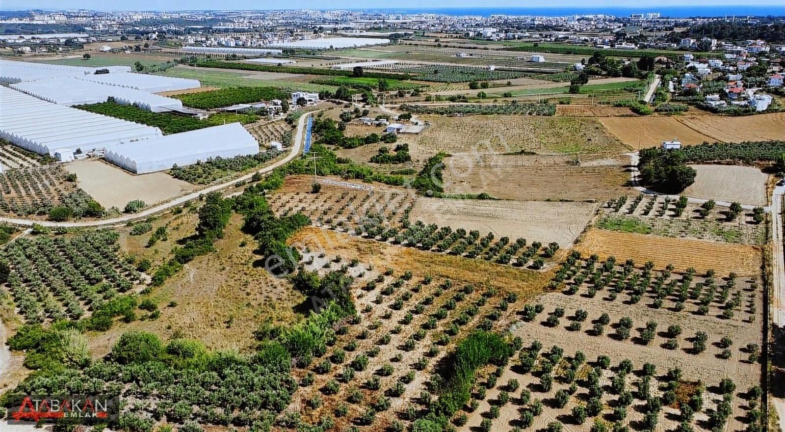 Çolaklıda 6500 M2 Müstakil Tarla - Görsel 7