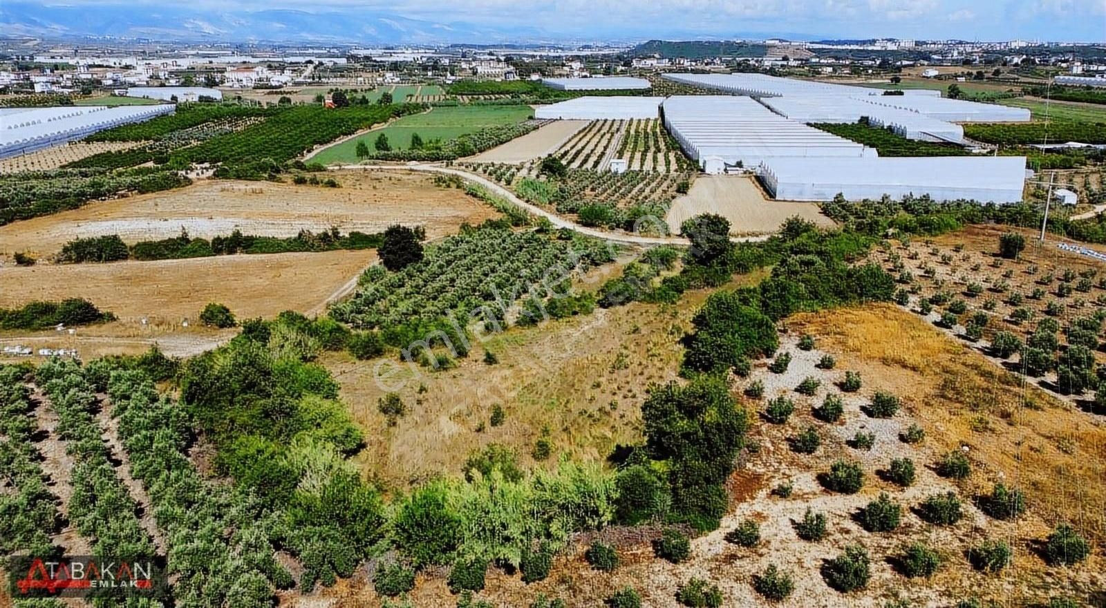 Çolaklıda 6500 M2 Müstakil Tarla - Görsel 5