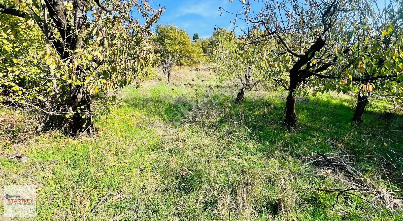 Kemalpaşa Bayramlı Mahallesinde 1.525 M2 Satılık Bahçe - Görsel 15