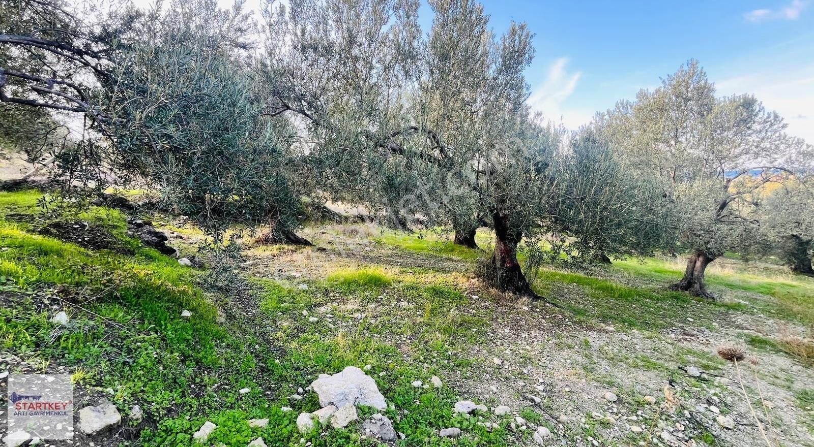 Dikili Bademli Mahallesinde Fırsat Konumda Satılık Tarla - Görsel 16