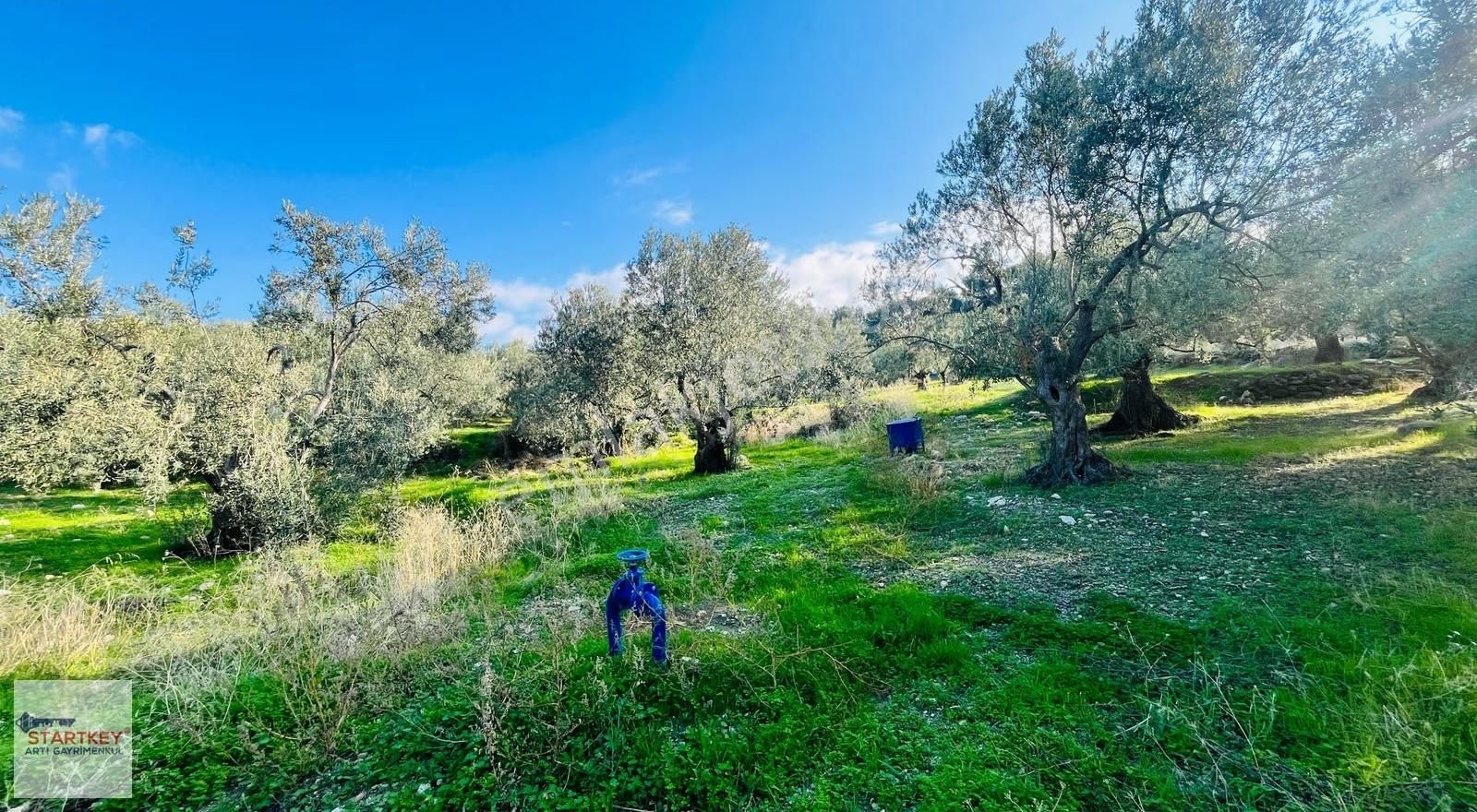 Dikili Bademli Mahallesinde Fırsat Konumda Satılık Tarla - Görsel 7
