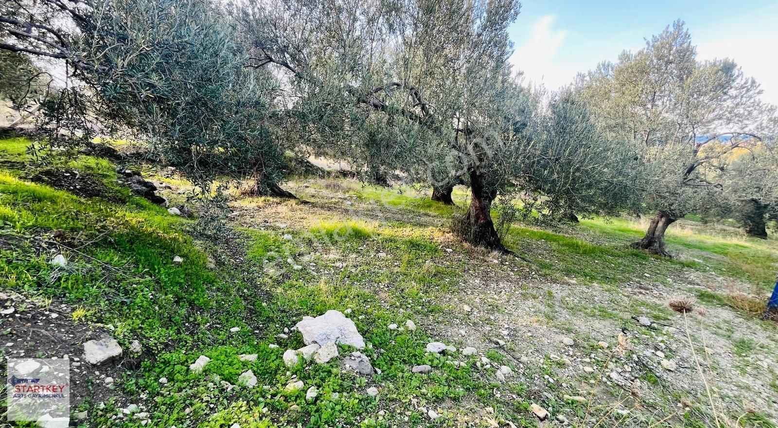 Dikili Bademli Mahallesinde Fırsat Konumda Satılık Tarla - Görsel 10