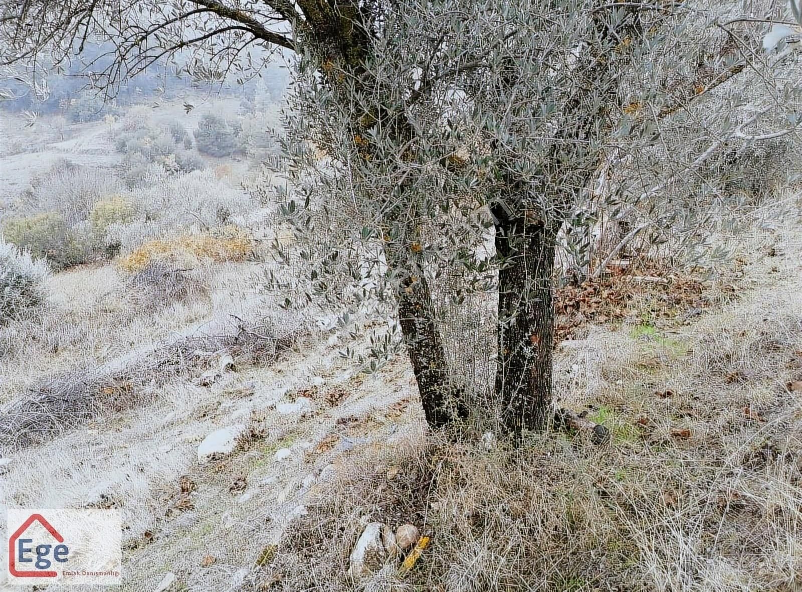 Ege Emlaktan Muğla Menteşe Göktepede Satılık Tarla - Görsel 34