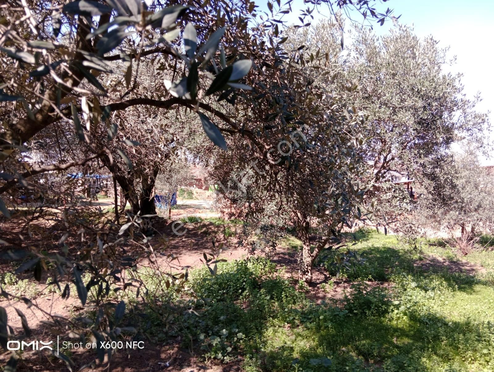 Aydın Nazilli Yazırlı Mahallesinde Satılık Köy Evi - Görsel 5