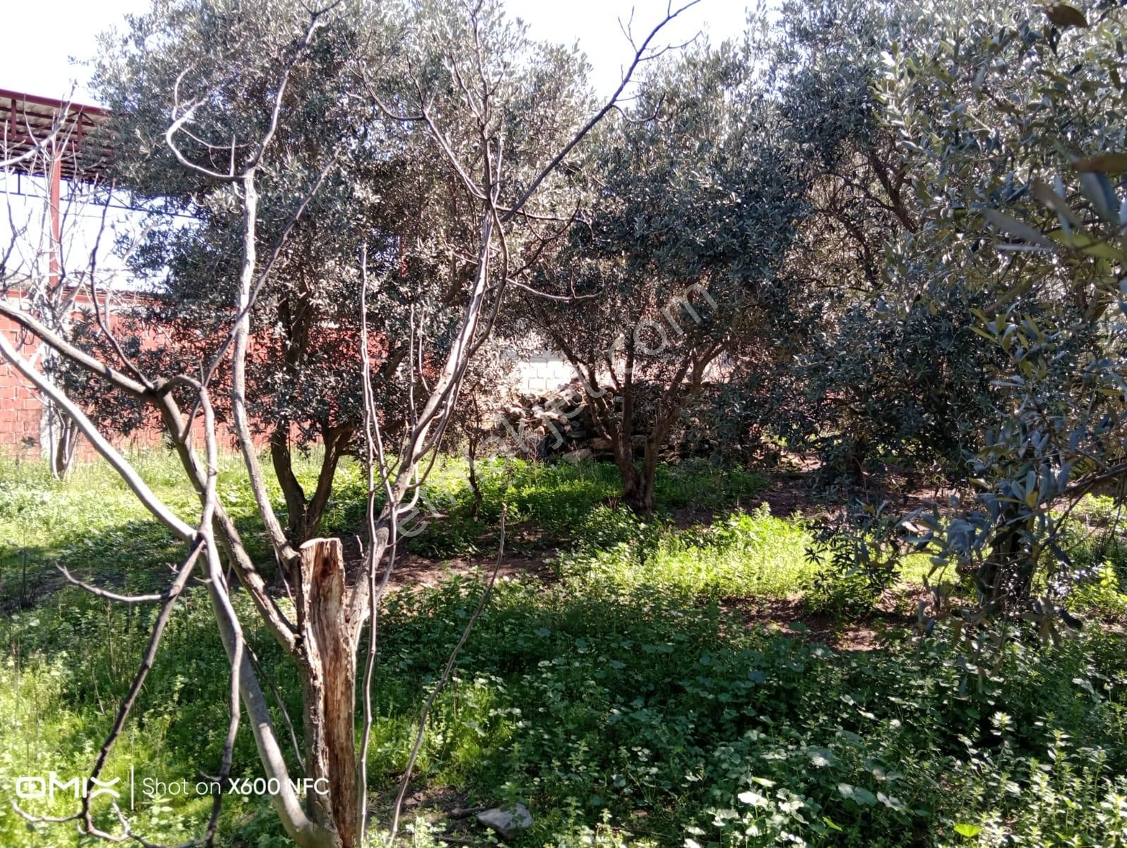 Aydın Nazilli Yazırlı Mahallesinde Satılık Köy Evi - Görsel 6