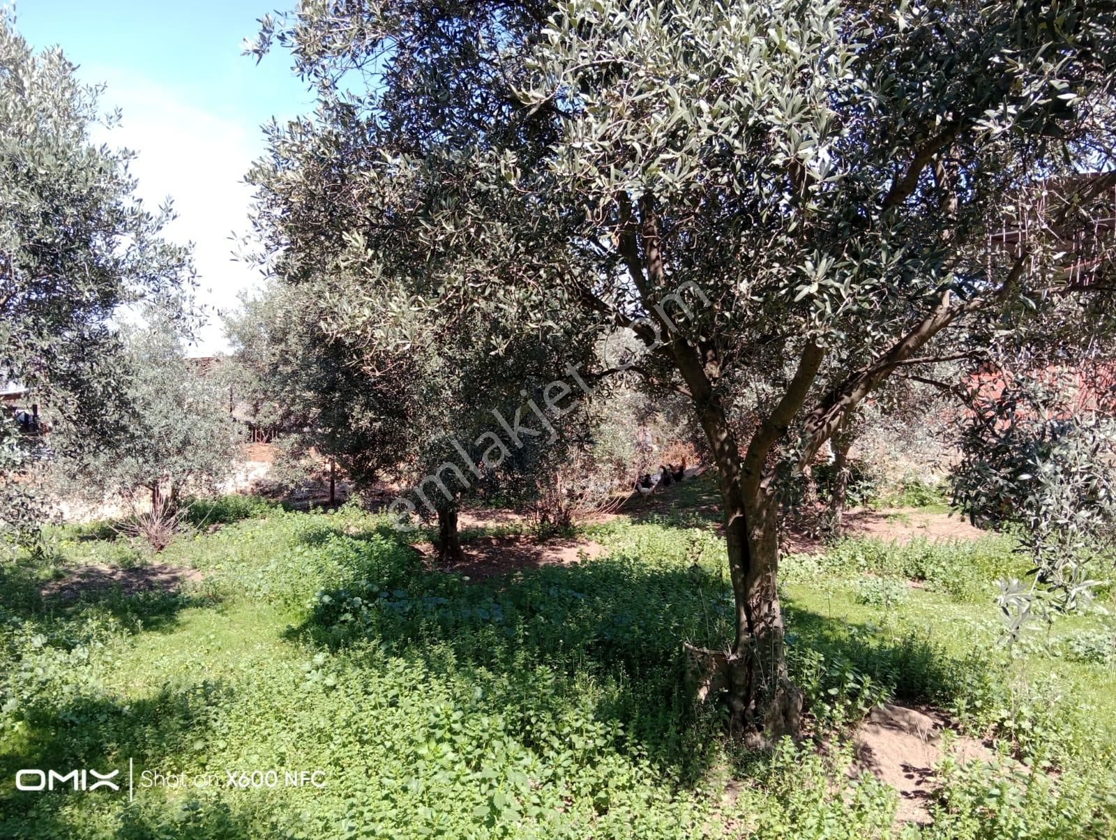 Aydın Nazilli Yazırlı Mahallesinde Satılık Köy Evi - Görsel 10