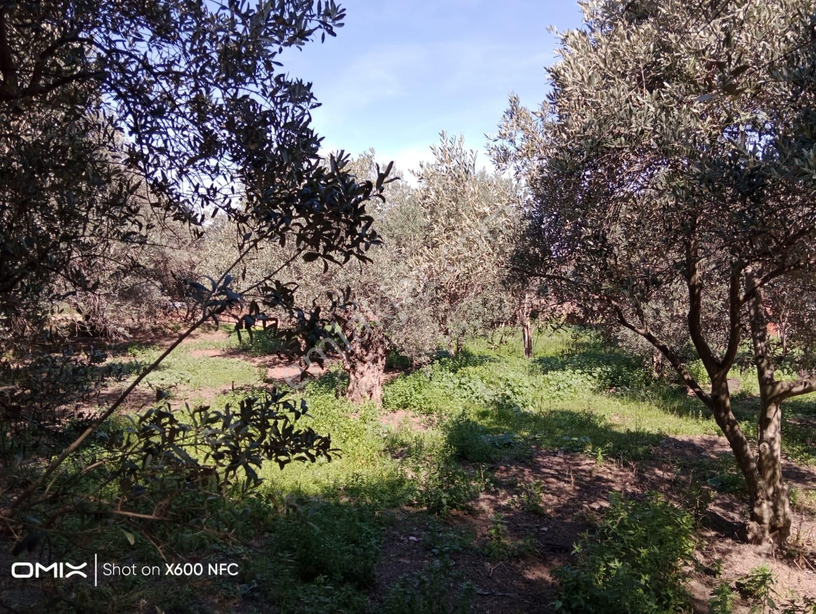 Aydın Nazilli Yazırlı Mahallesinde Satılık Köy Evi - Görsel 9