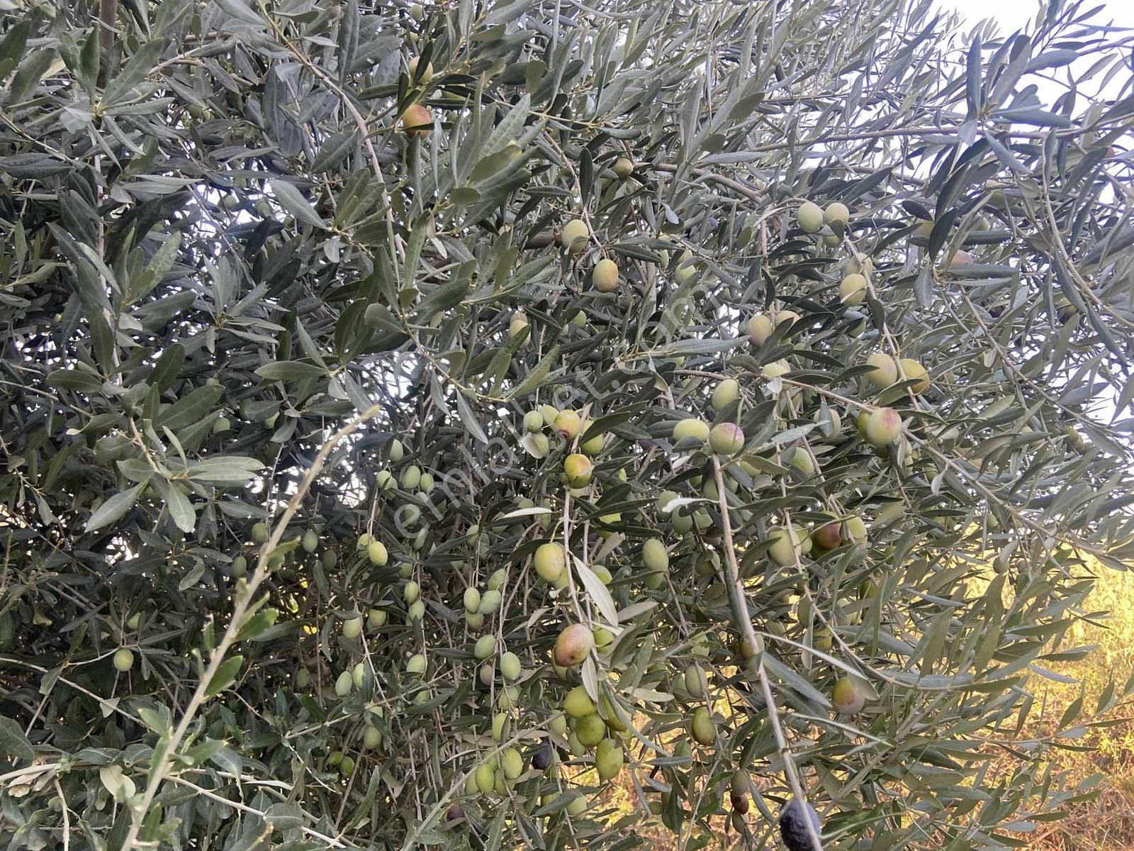 Aydın Germencik Hıdırbeyli De İmarın Yanı 5.163 M2 İncir Bahçesi - Görsel 13