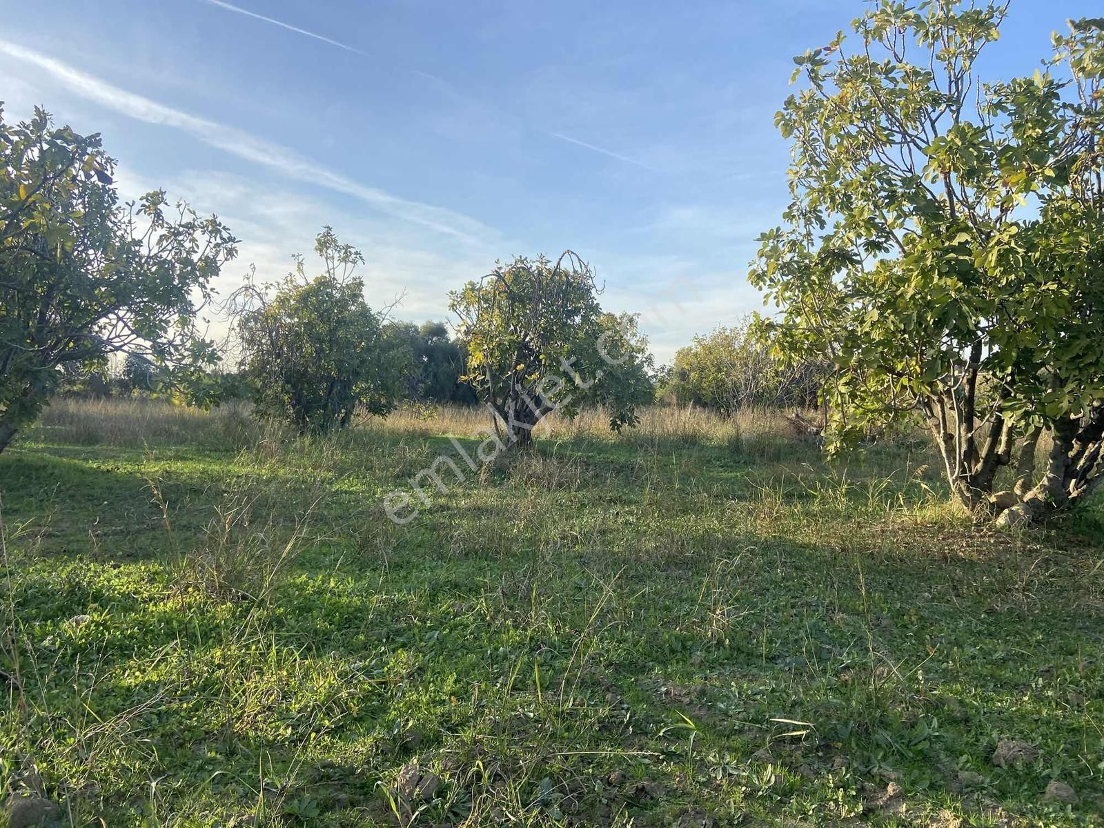 Aydın Germencik Hıdırbeyli De İmarın Yanı 5.163 M2 İncir Bahçesi - Görsel 26