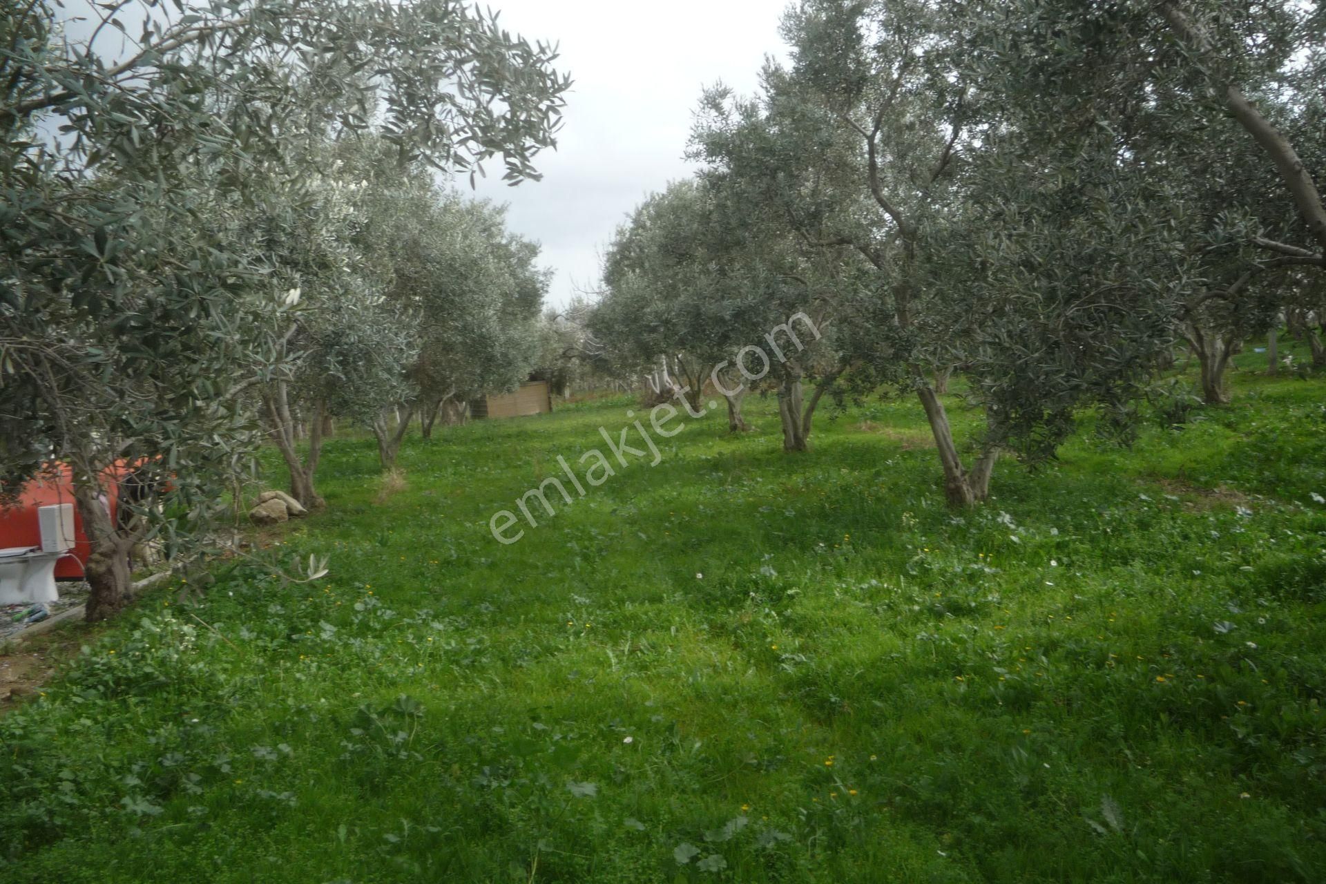 İzmir Torbalı Gold Emlaktan Satılık Bahçe