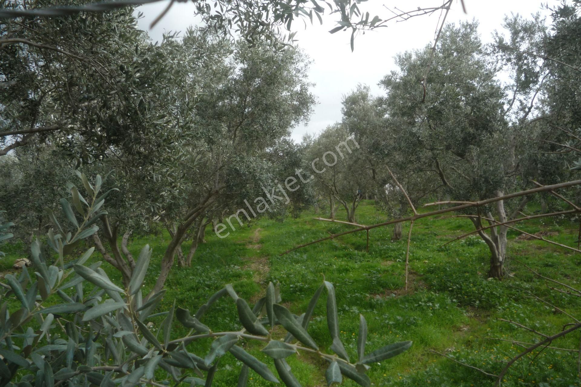 İzmir Torbalı Gold Emlaktan Satılık Bahçe - Görsel 3