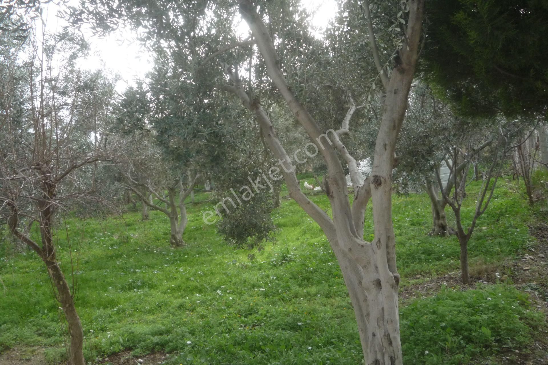 İzmir Torbalı Gold Emlaktan Satılık Harika Bahçe - Görsel 4