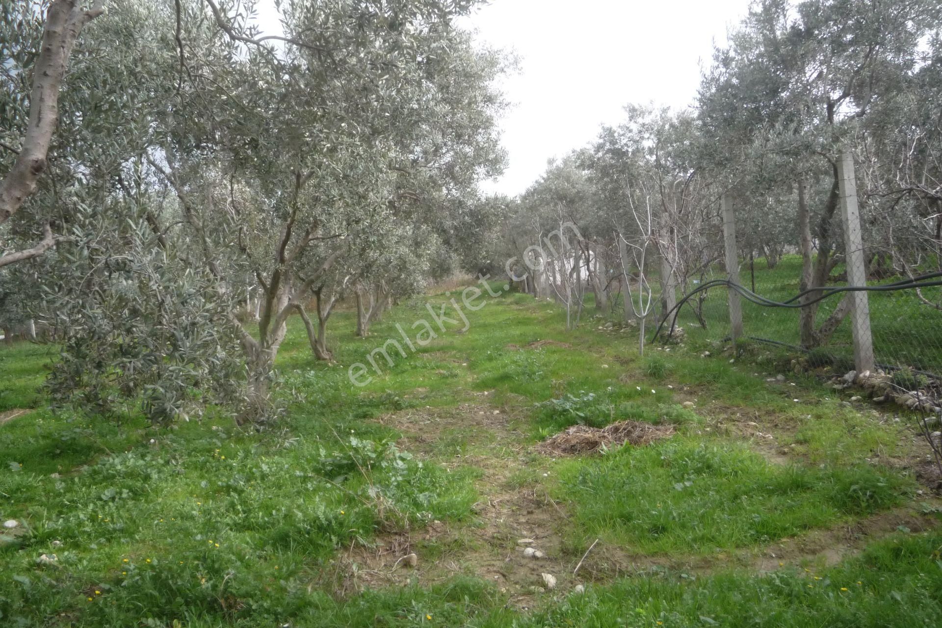 İzmir Torbalı Gold Emlaktan Satılık Harika Bahçe - Görsel 13