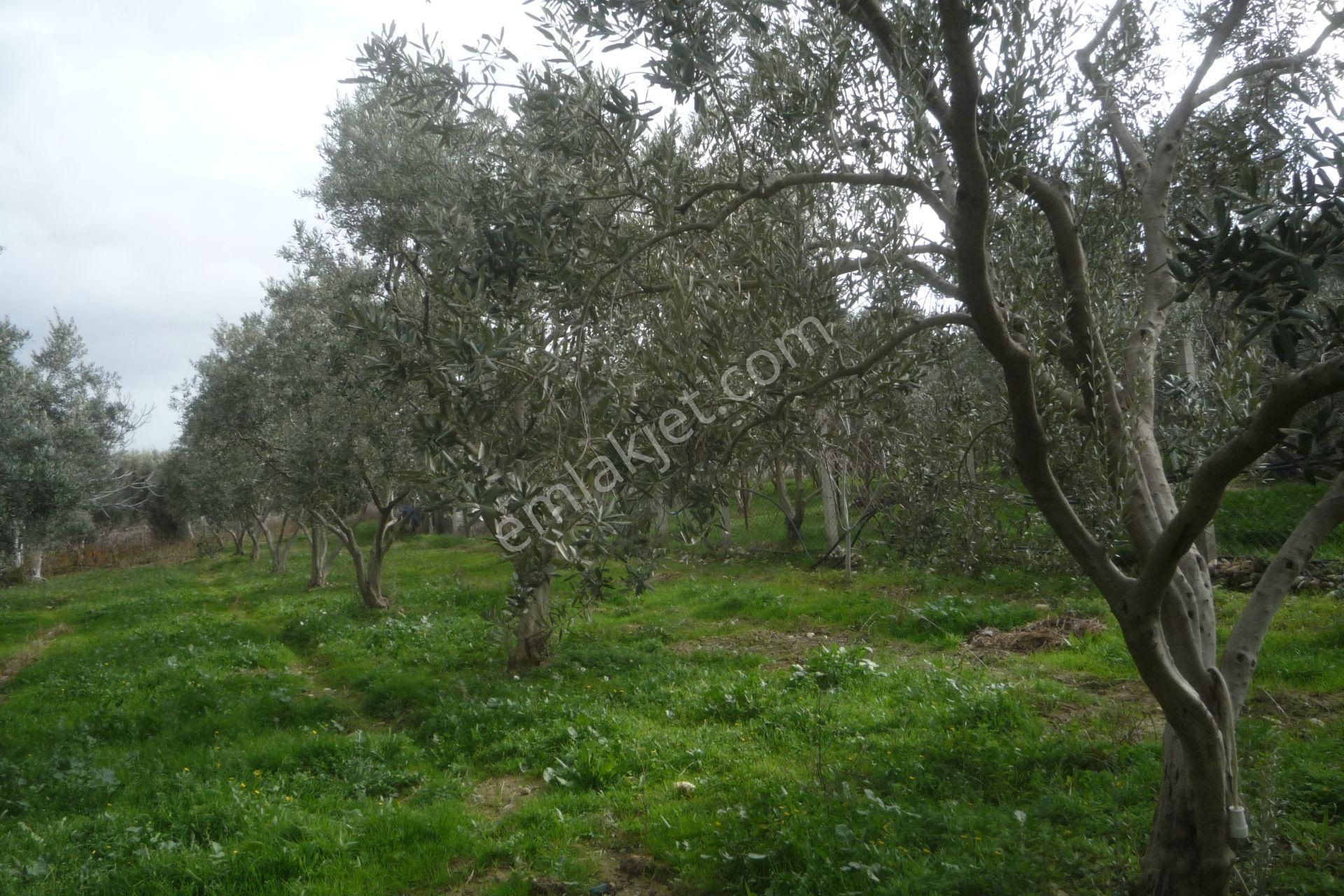 İzmir Torbalı Gold Emlaktan Satılık Harika Bahçe - Görsel 12