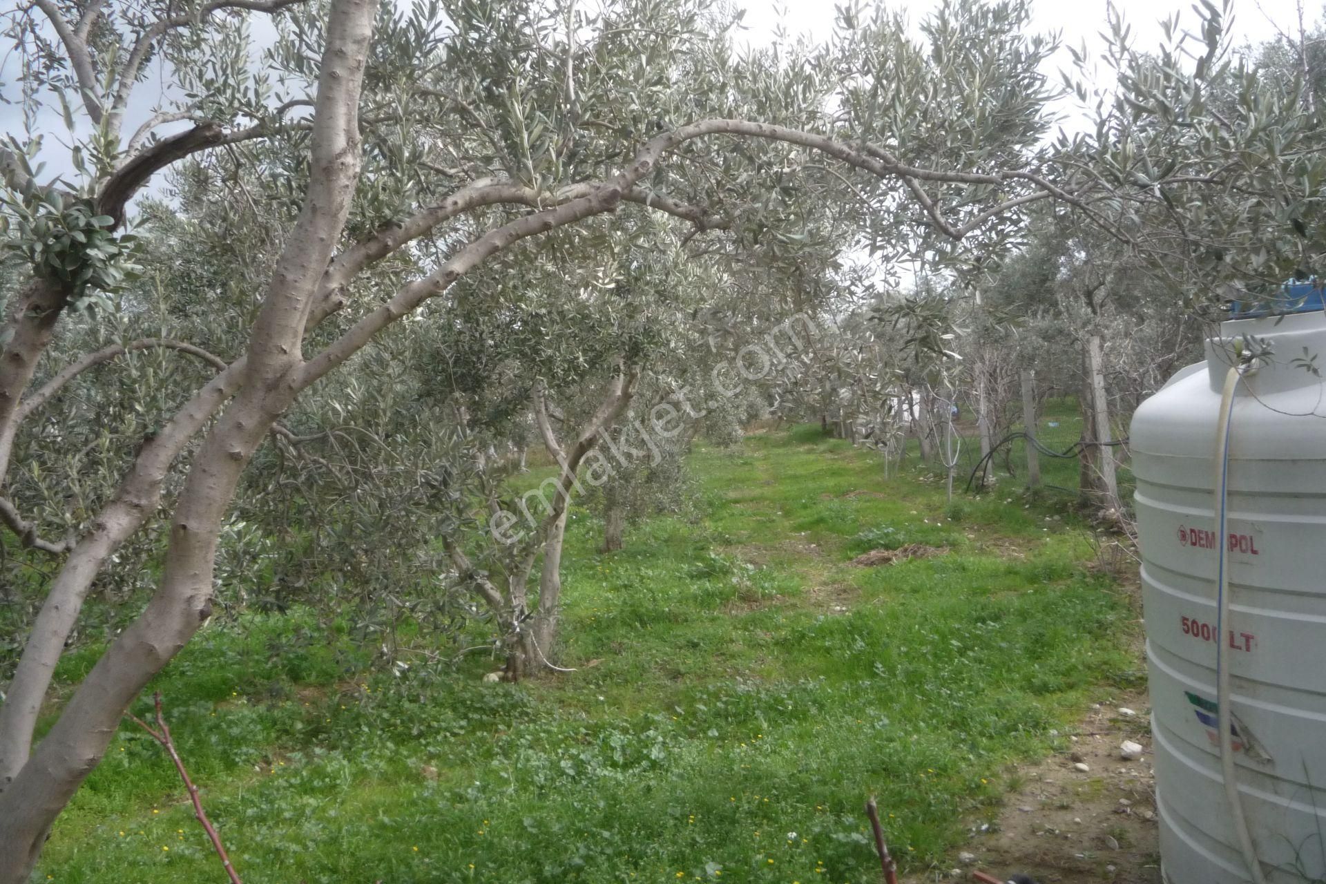 İzmir Torbalı Gold Emlaktan Satılık Harika Bahçe - Görsel 10