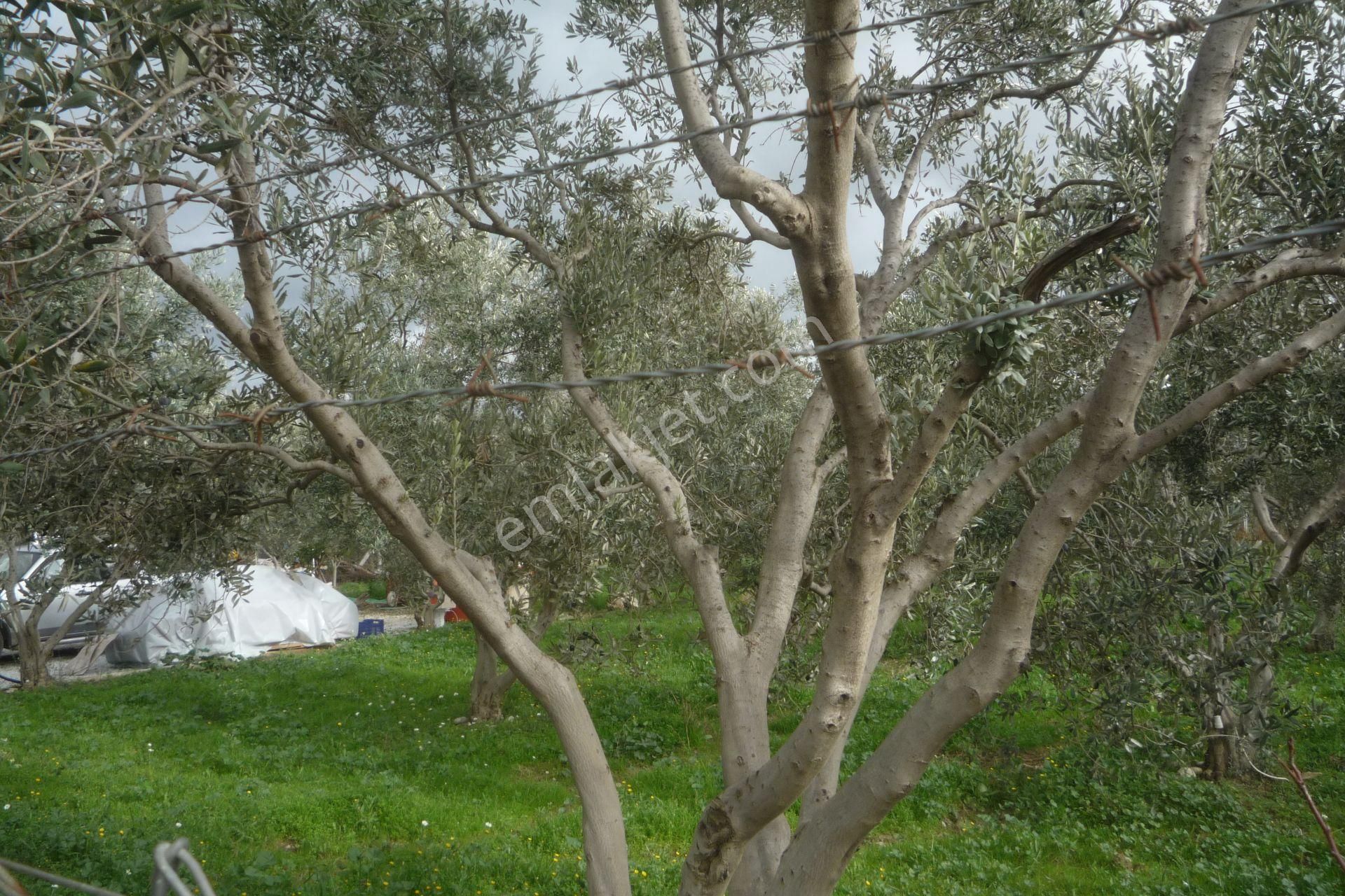 İzmir Torbalı Gold Emlaktan Satılık Harika Bahçe - Görsel 6