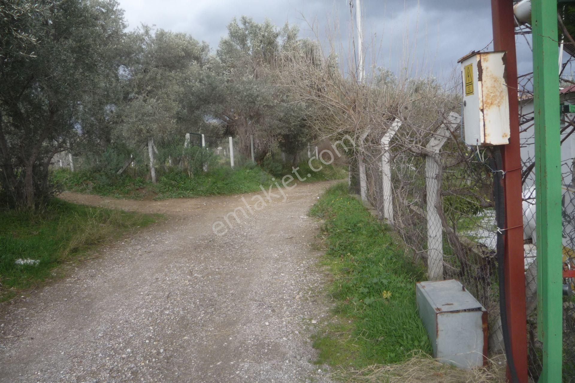 İzmir Torbalı Gold Emlaktan Satılık Harika Bahçe - Görsel 2