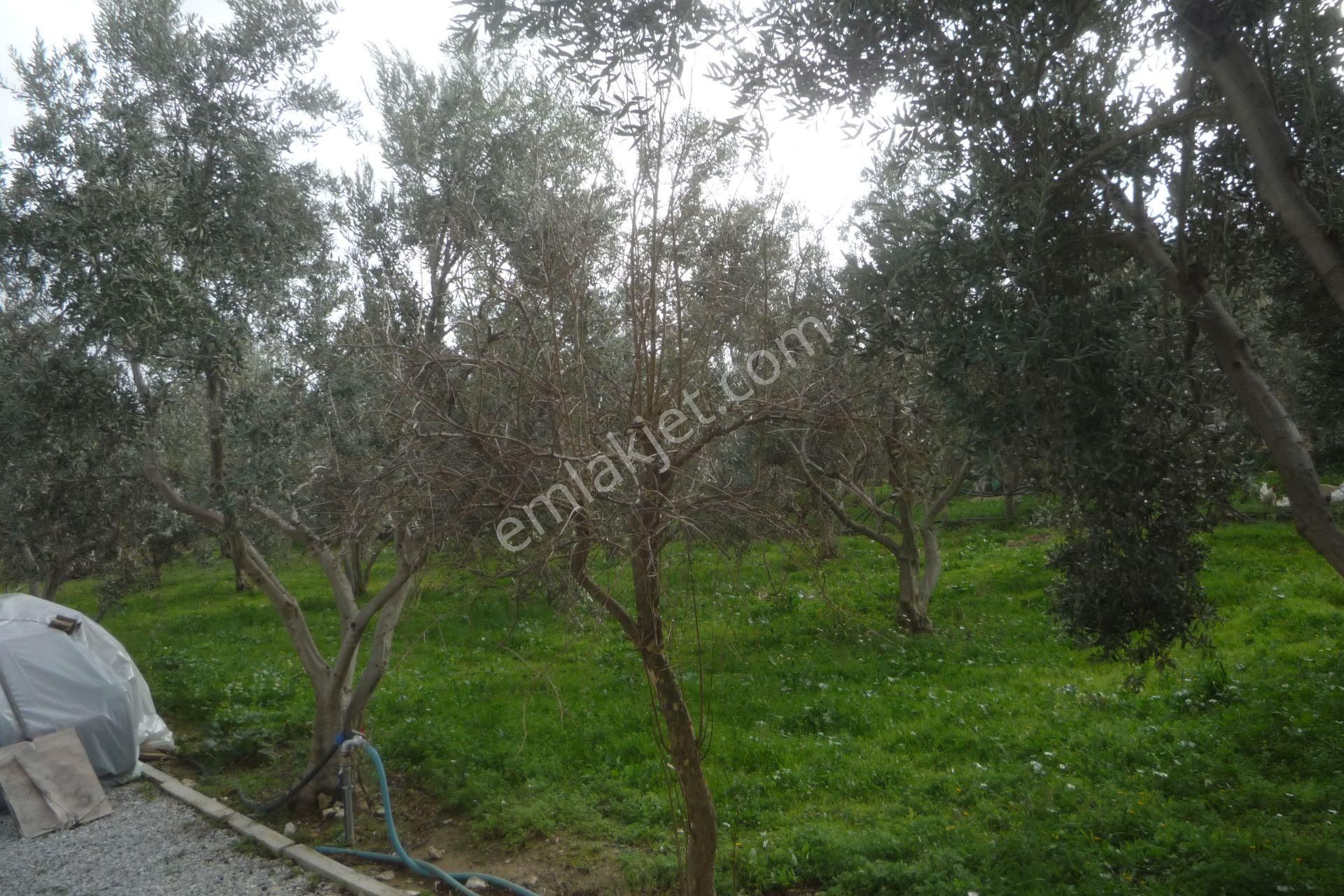 İzmir Torbalı Gold Emlaktan Satılık Harika Bahçe - Görsel 5