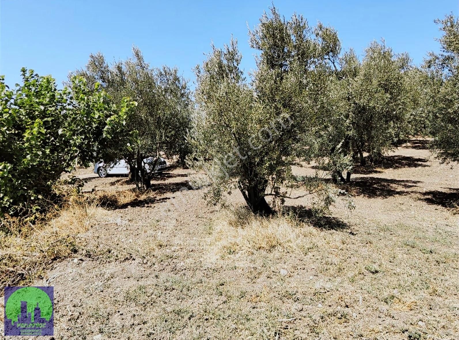 Mirzaoba'da Köye Yakın Hobi Bahçesi Yapımına Uygun Fırsat Tarla - Görsel 4
