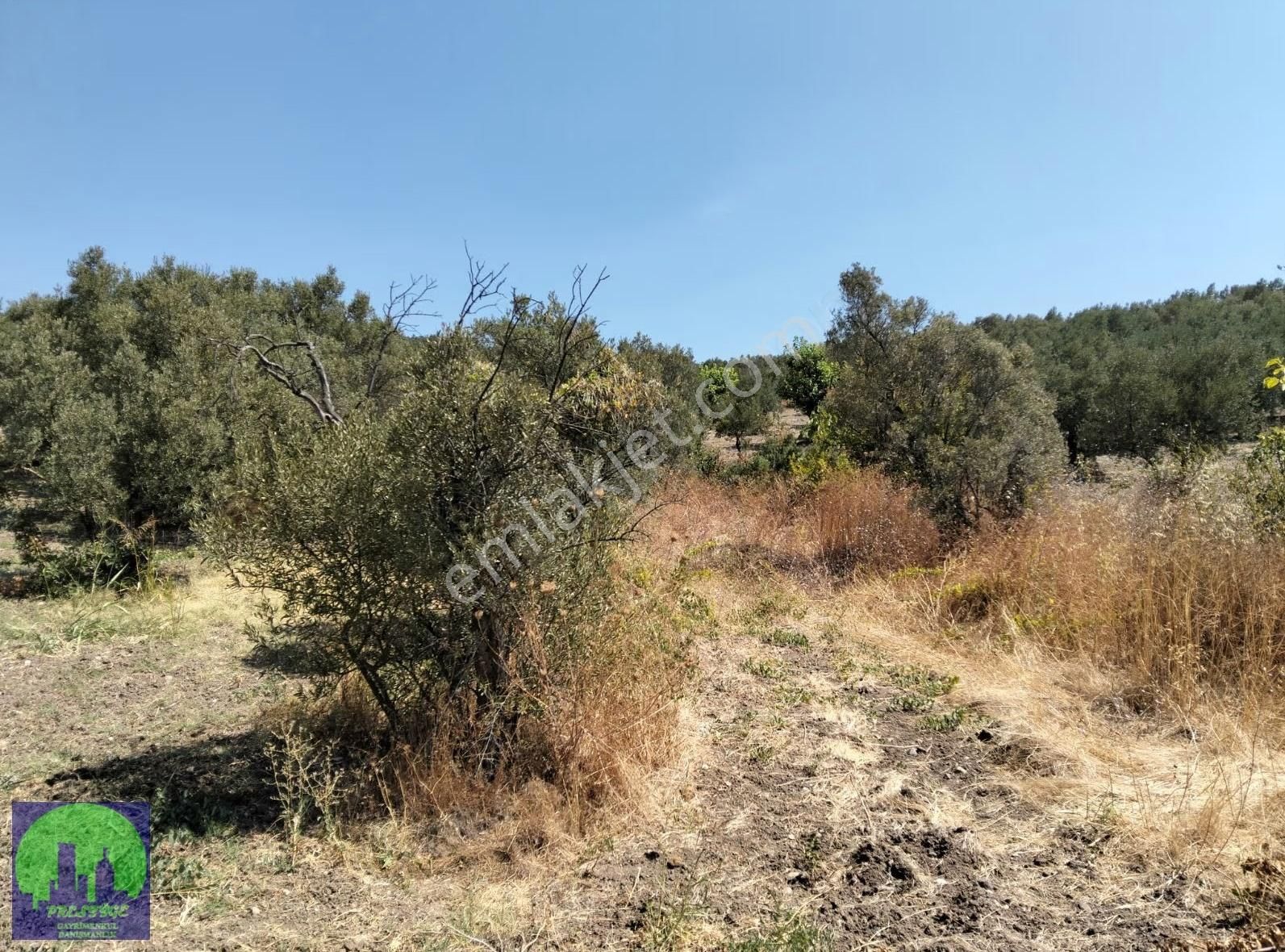 Mirzaoba'da Köye Yakın Hobi Bahçesi Yapımına Uygun Fırsat Tarla - Görsel 5