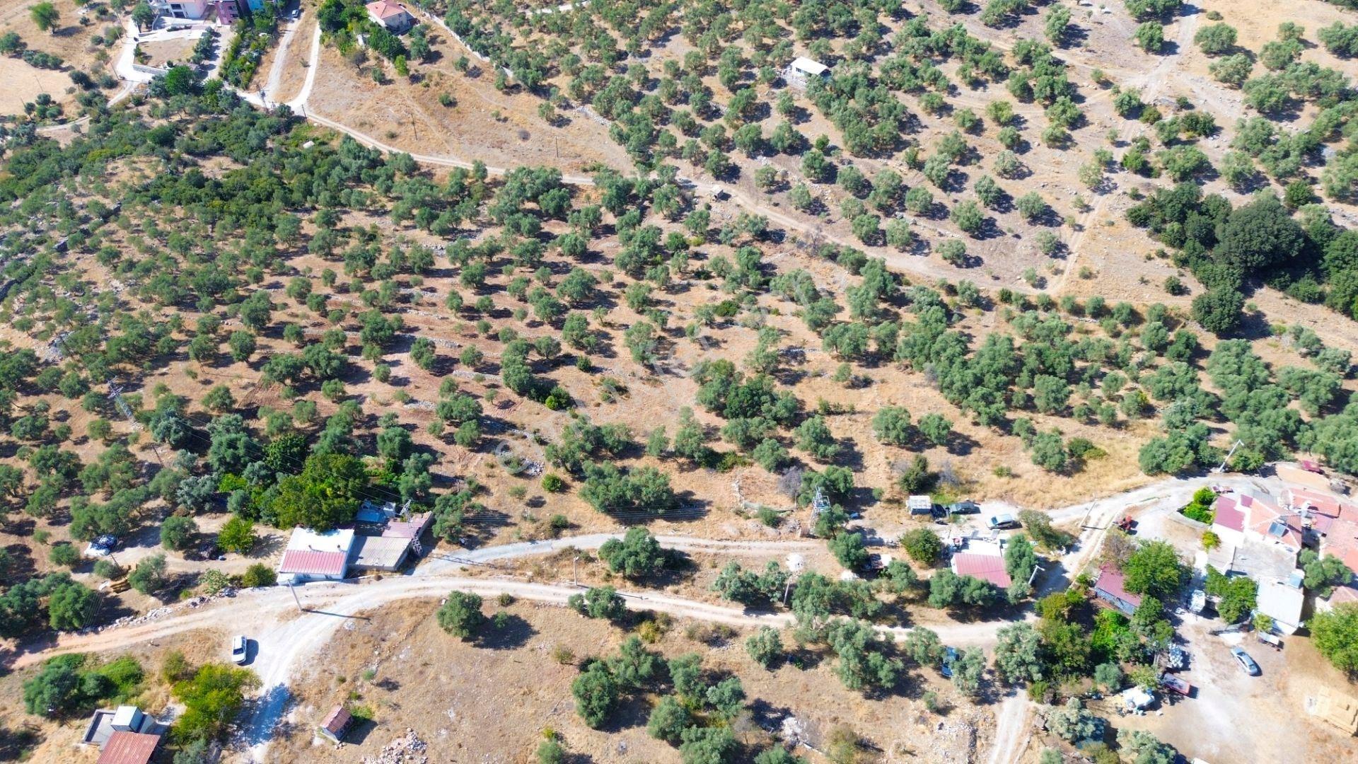 Milas Menteş'te Yerleşim Alanı İçerisinde 2069 M² Satılık Arazi - Görsel 2