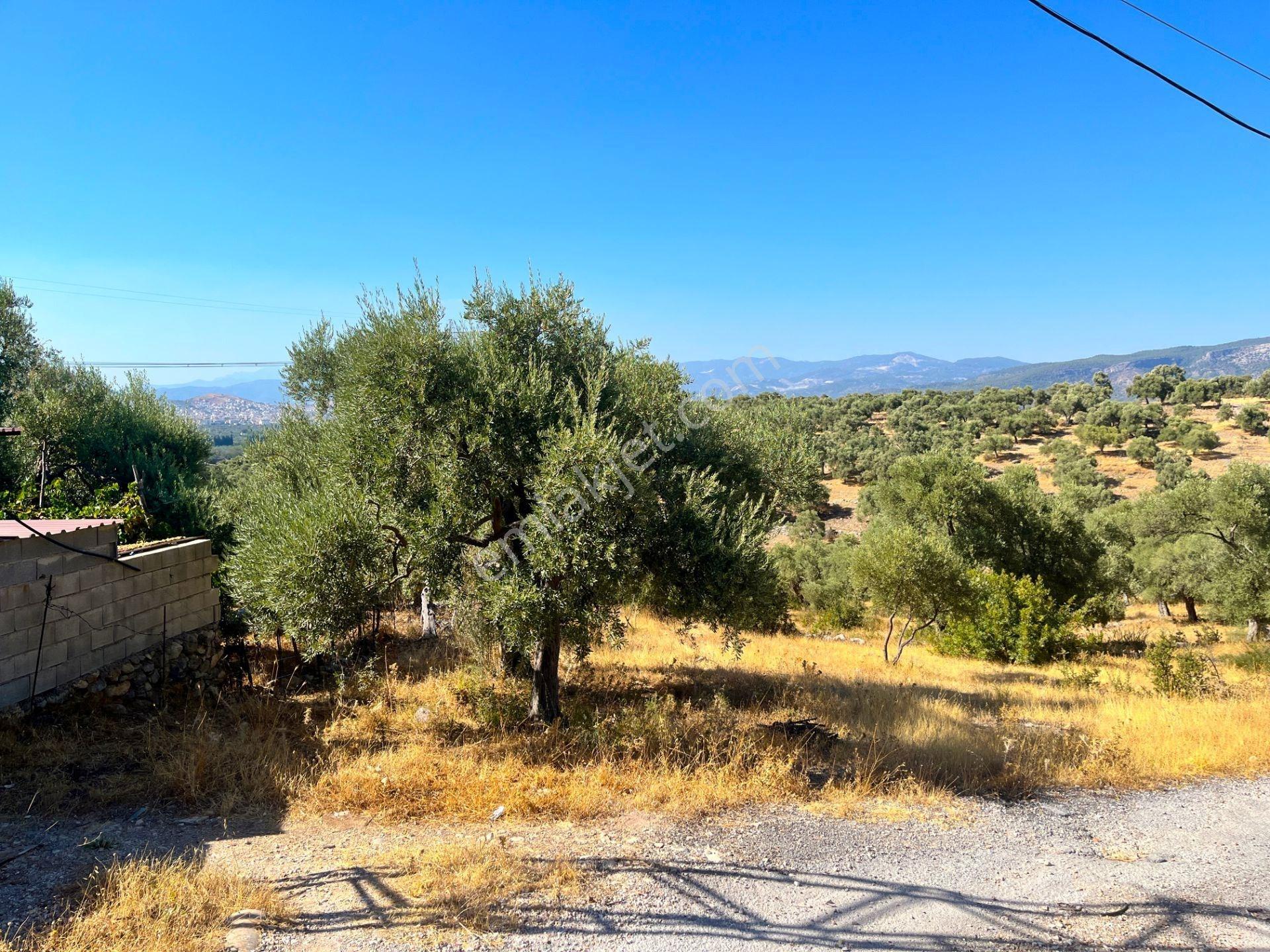 Milas Menteş'te Yerleşim Alanı İçerisinde 2069 M² Satılık Arazi - Görsel 14