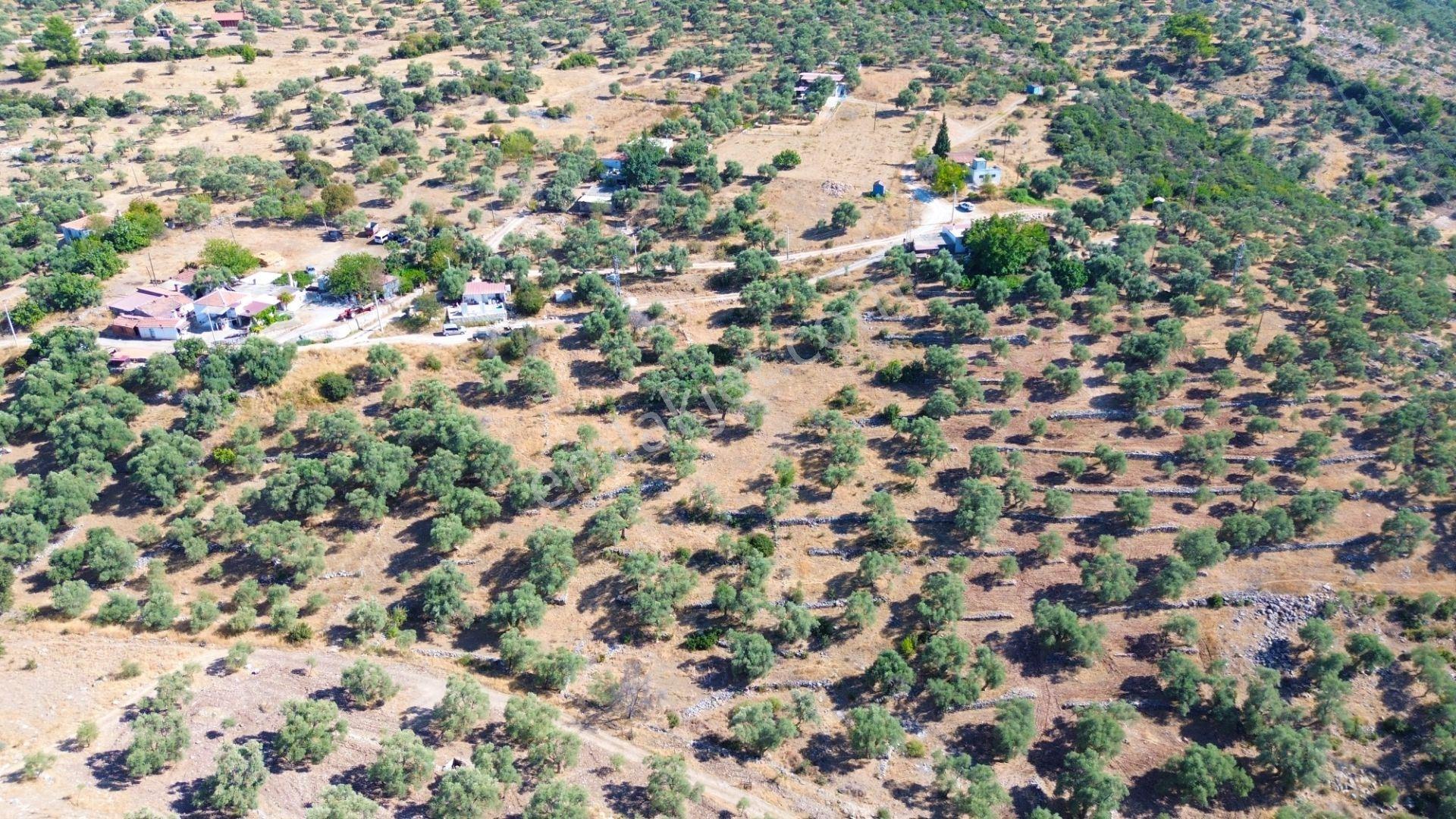 Milas Menteş'te Yerleşim Alanı İçerisinde 2069 M² Satılık Arazi - Görsel 10