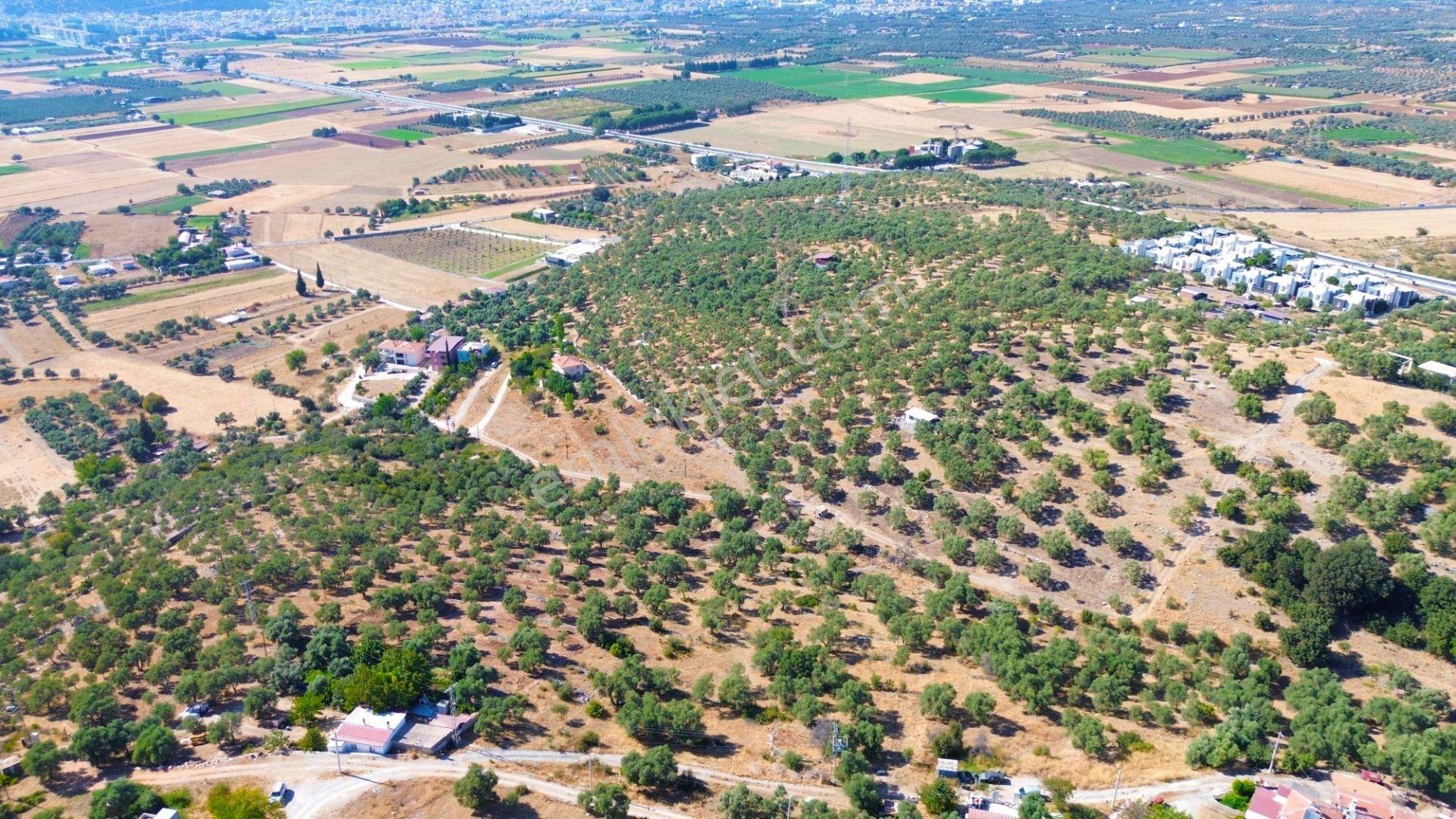 Milas Menteş'te Yerleşim Alanı İçerisinde 2069 M² Satılık Arazi - Görsel 4