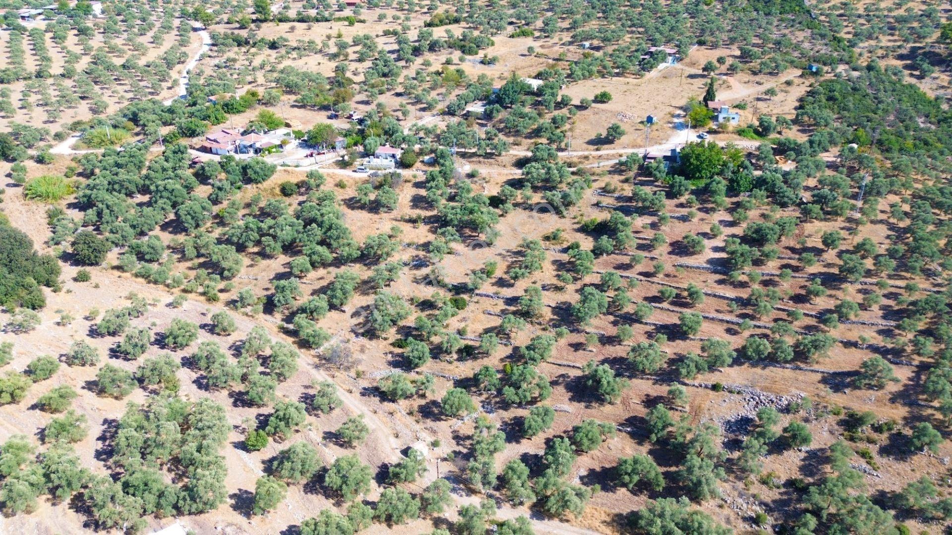 Milas Menteş'te Yerleşim Alanı İçerisinde 2069 M² Satılık Arazi - Görsel 12
