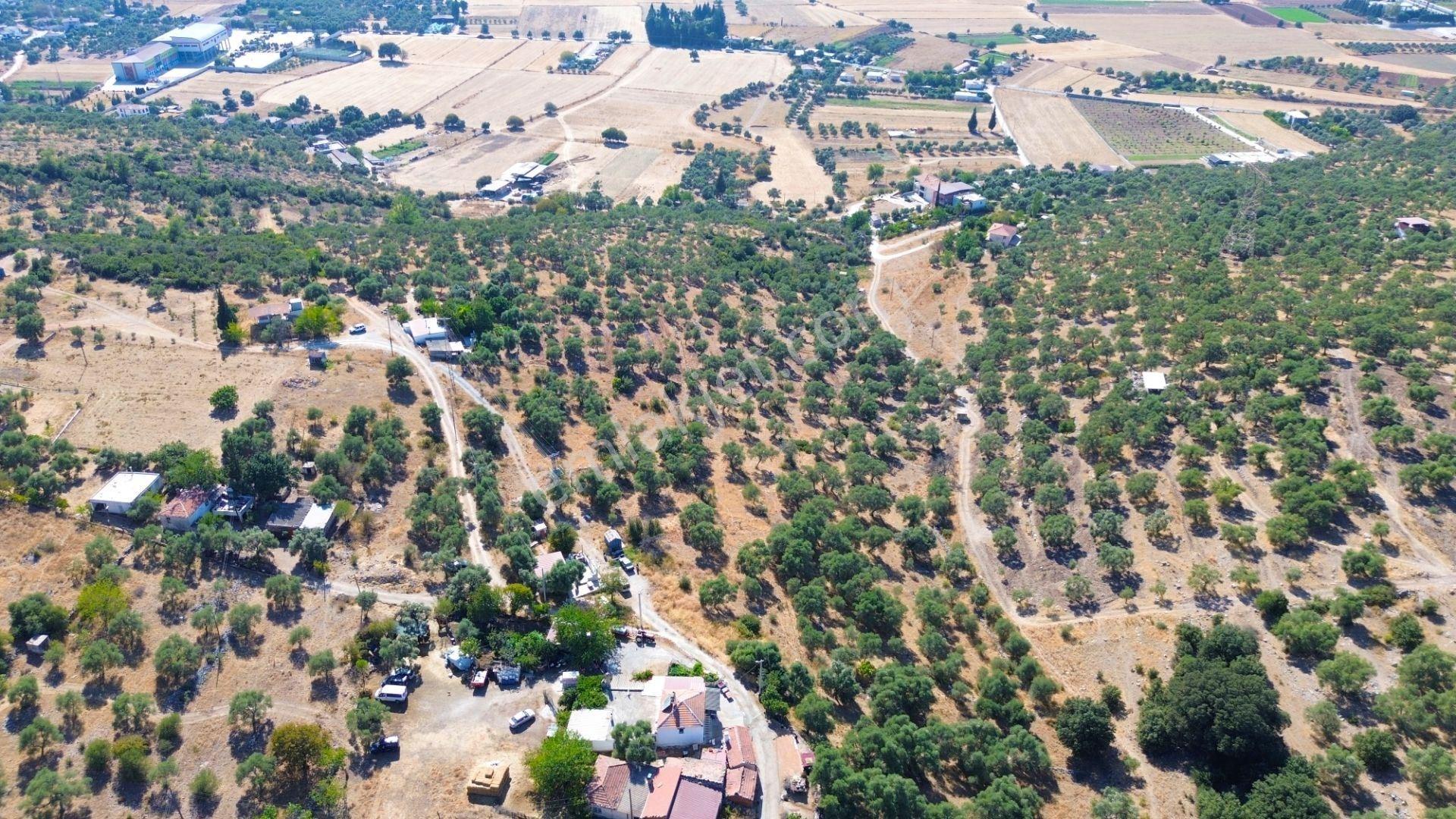 Milas Menteş'te Yerleşim Alanı İçerisinde 2069 M² Satılık Arazi - Görsel 3