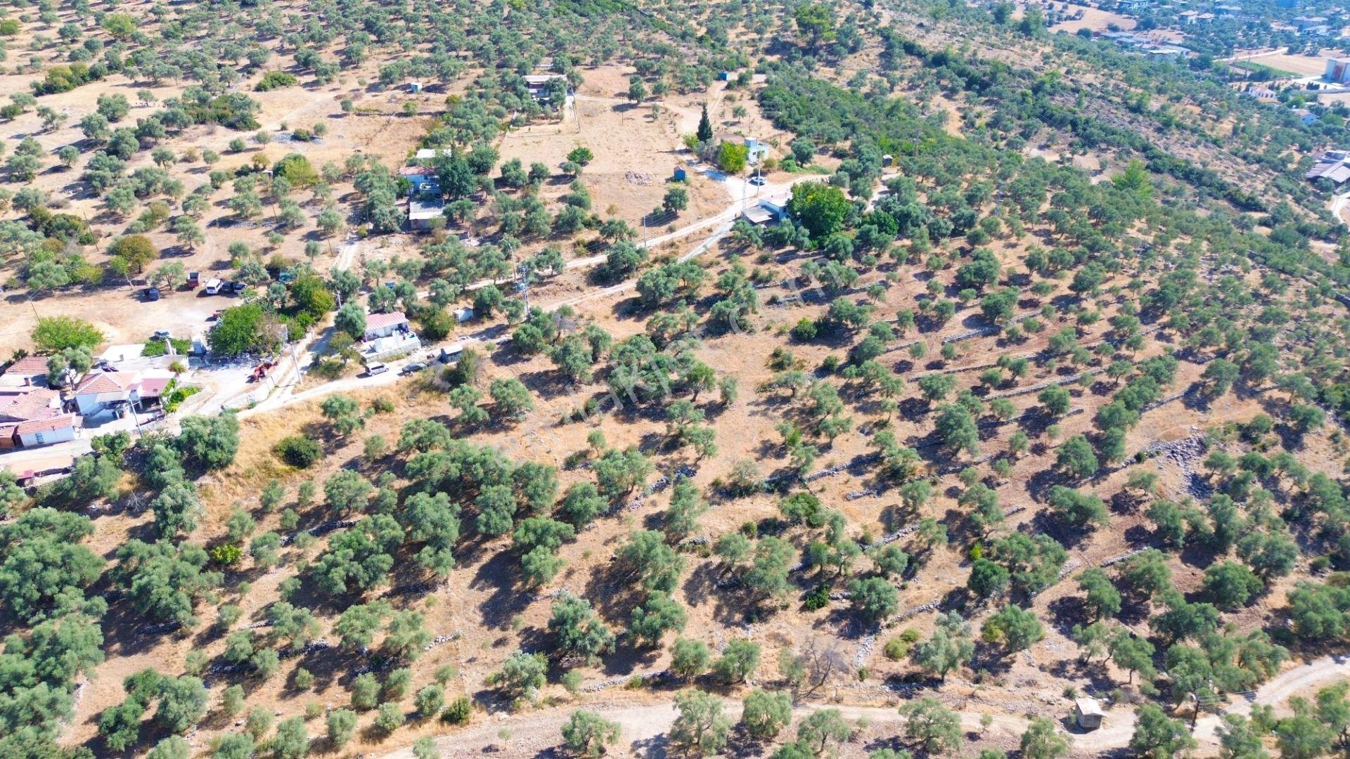 Milas Menteş'te Yerleşim Alanı İçerisinde 2069 M² Satılık Arazi - Görsel 8