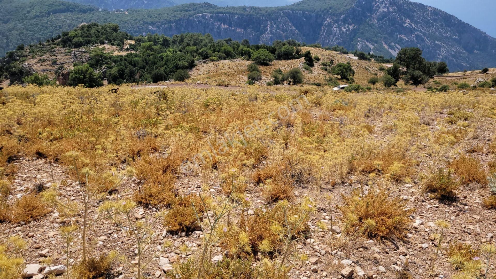 Goldhouse Dan Satılık Karaağaç Kozağacı Nda Deniz Manzaralı Tarla - Görsel 5
