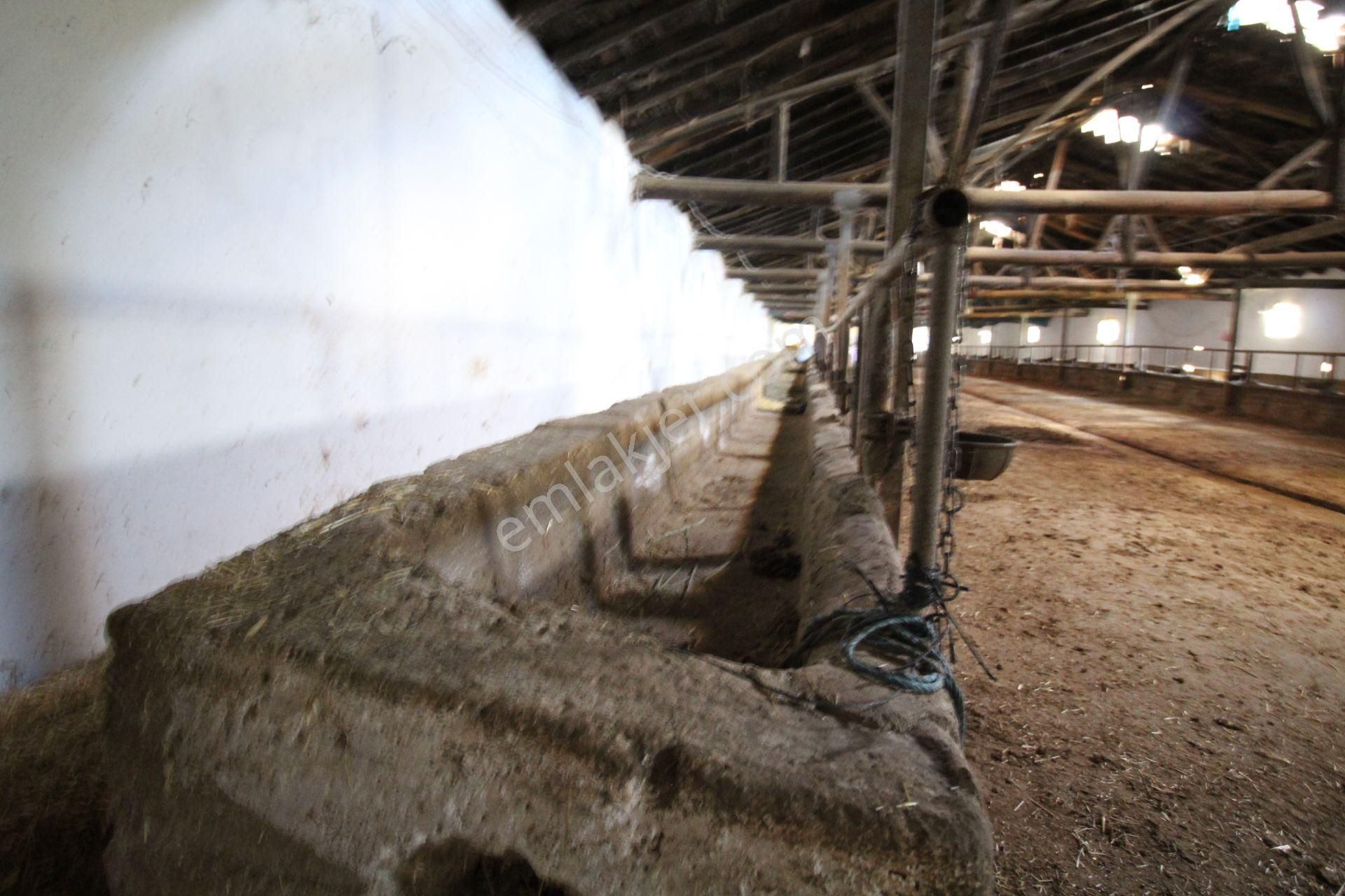 Aksaray Topakkayada Satılık Çiftlik - Görsel 20