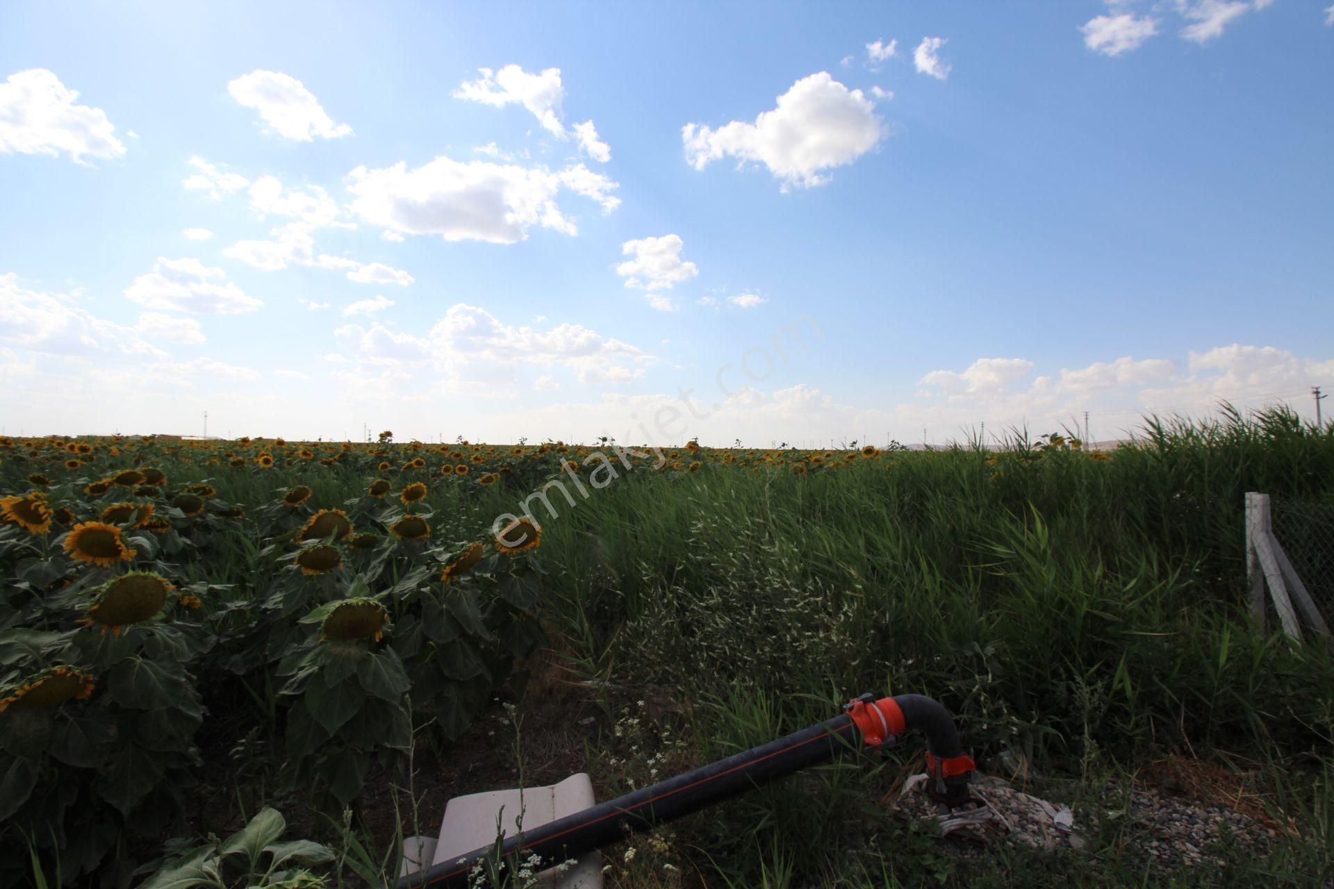 Aksaray Topakkayada Satılık Çiftlik - Görsel 15