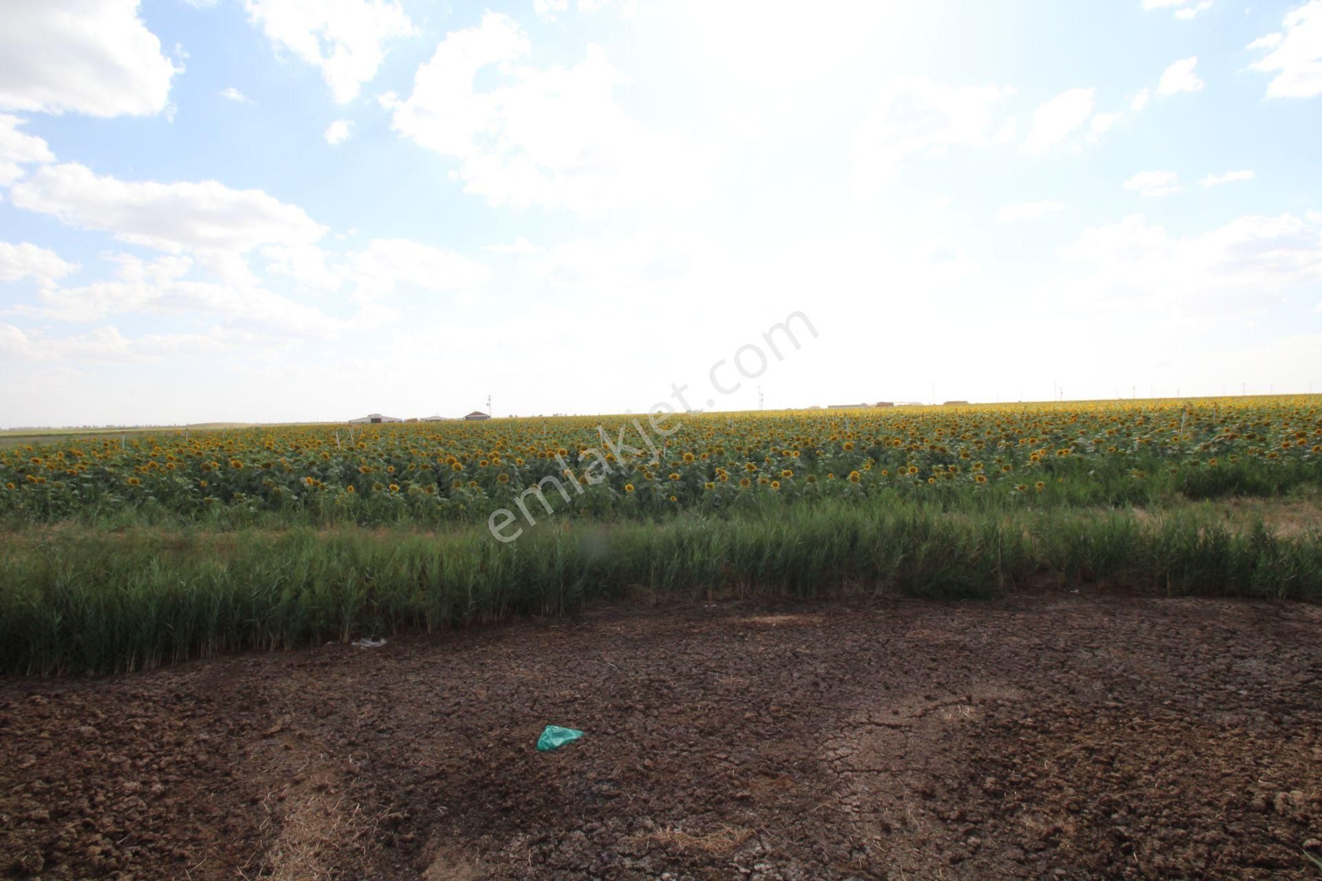 Aksaray Topakkayada Satılık Çiftlik - Görsel 7