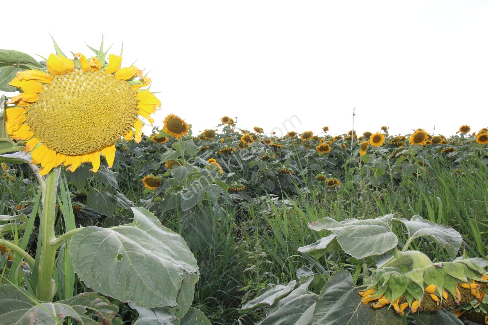 Aksaray Topakkayada Satılık Çiftlik - Görsel 10