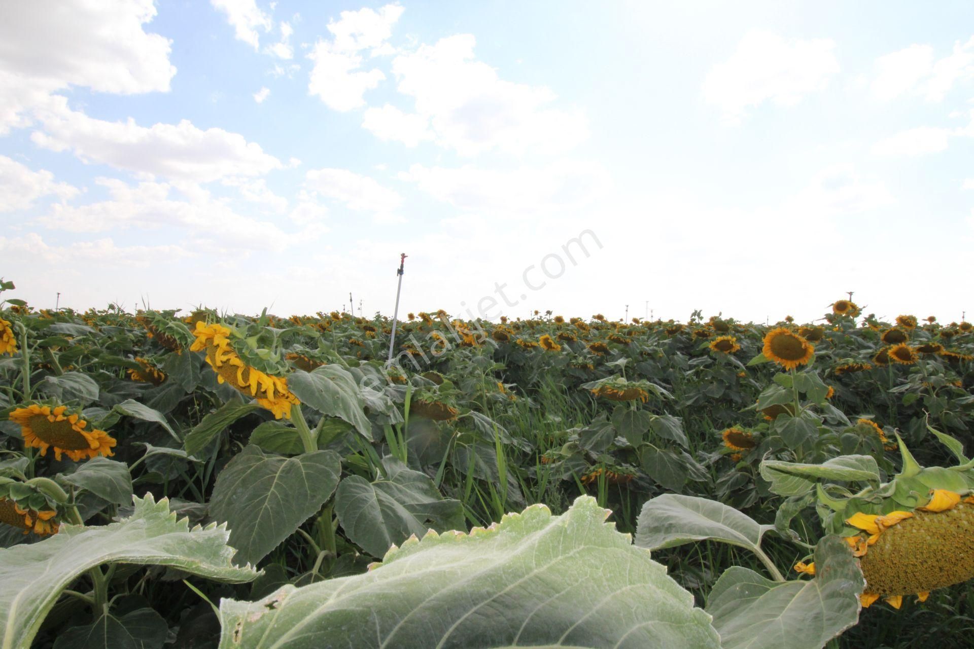 Aksaray Topakkayada Satılık Çiftlik - Görsel 25