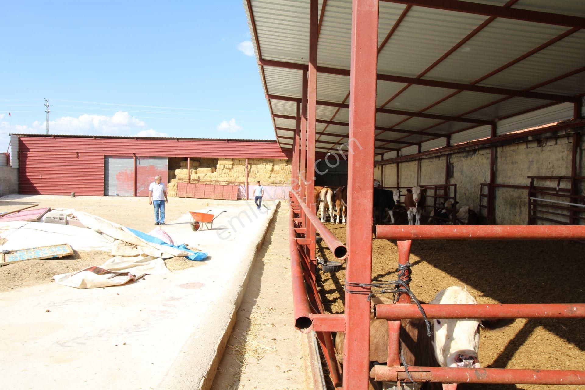 Aksaray Topakkayada Satılık Çiftlik