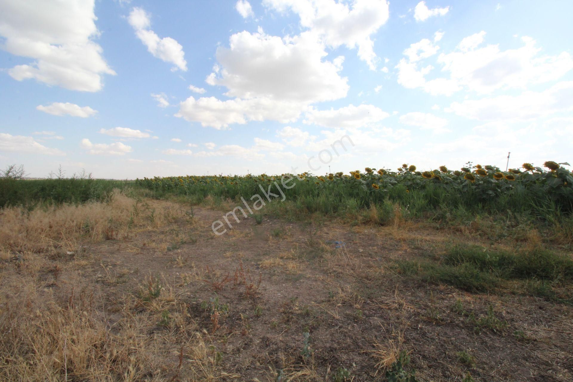 Aksaray Topakkayada Satılık Çiftlik - Görsel 27